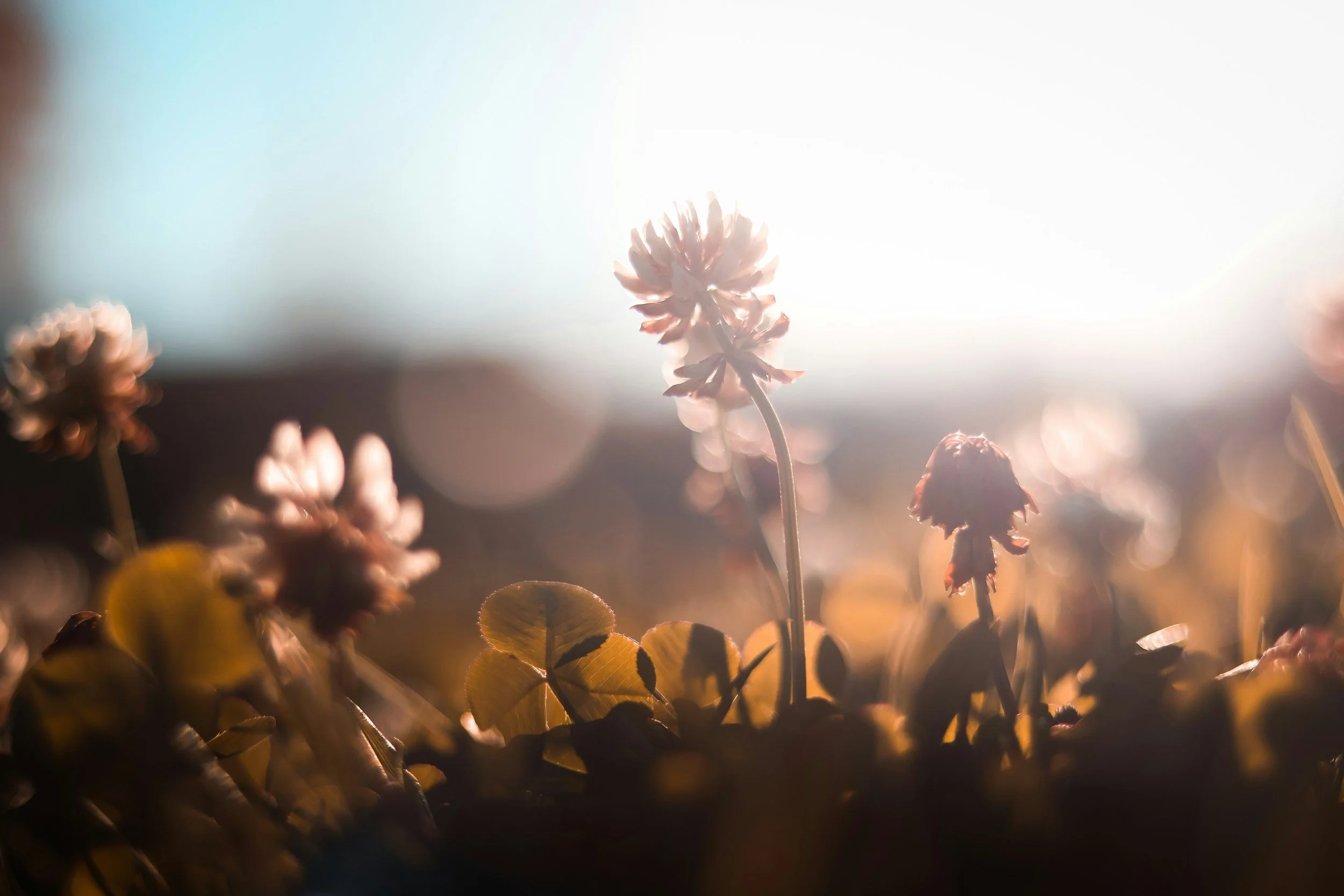 Close-up of flowers with sunlight shining behind them, creating a backlit effect.