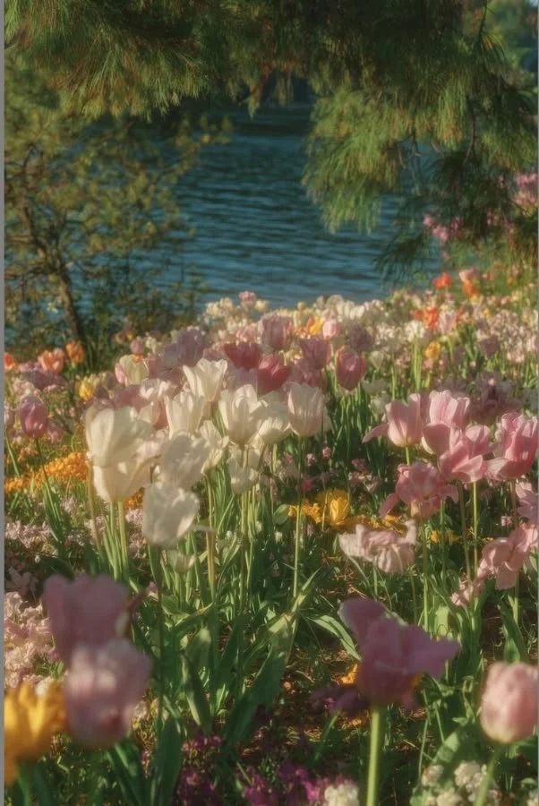 Colorful tulip flowers in a garden near a body of water with trees in the background.