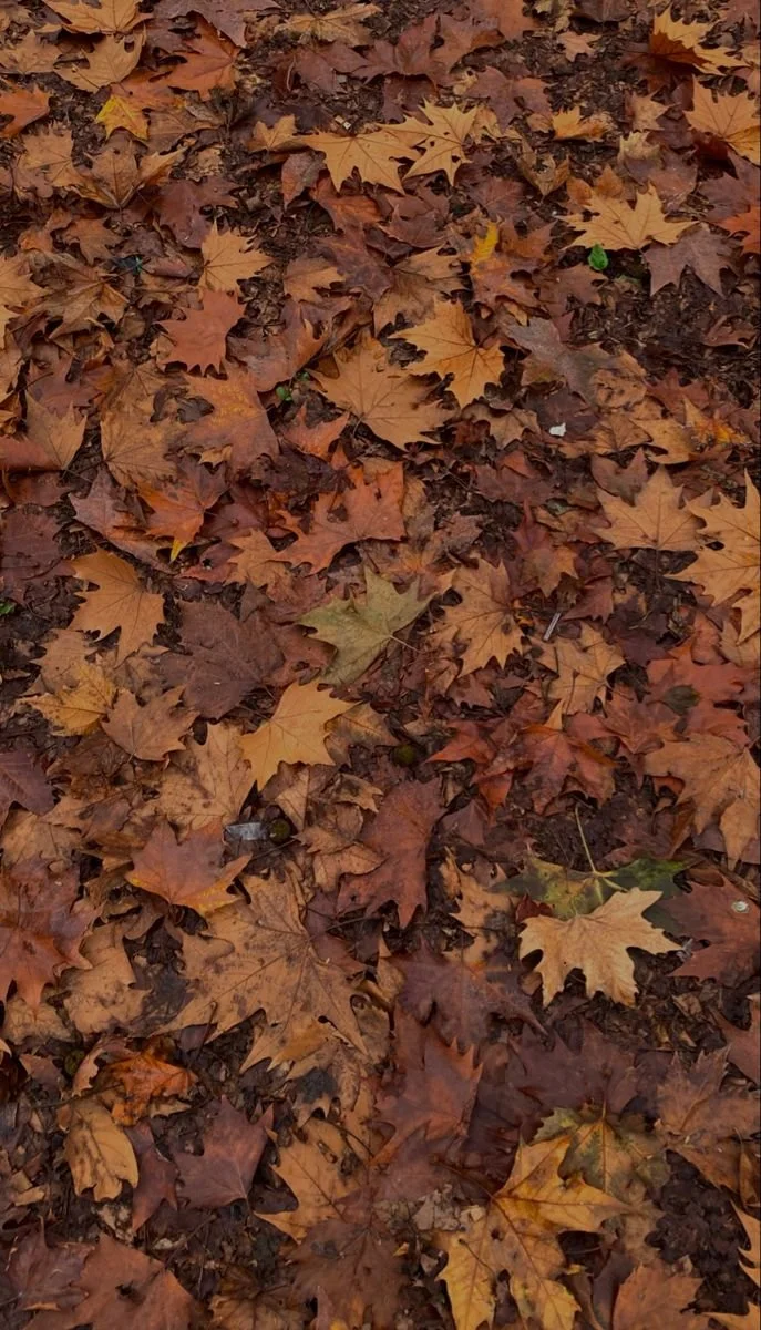 A ground covered with fallen autumn leaves in various shades of brown, orange, and yellow.