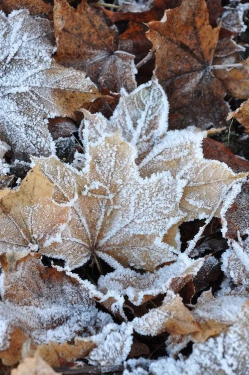 Close-up of autumn leaves covered with frost on the ground.