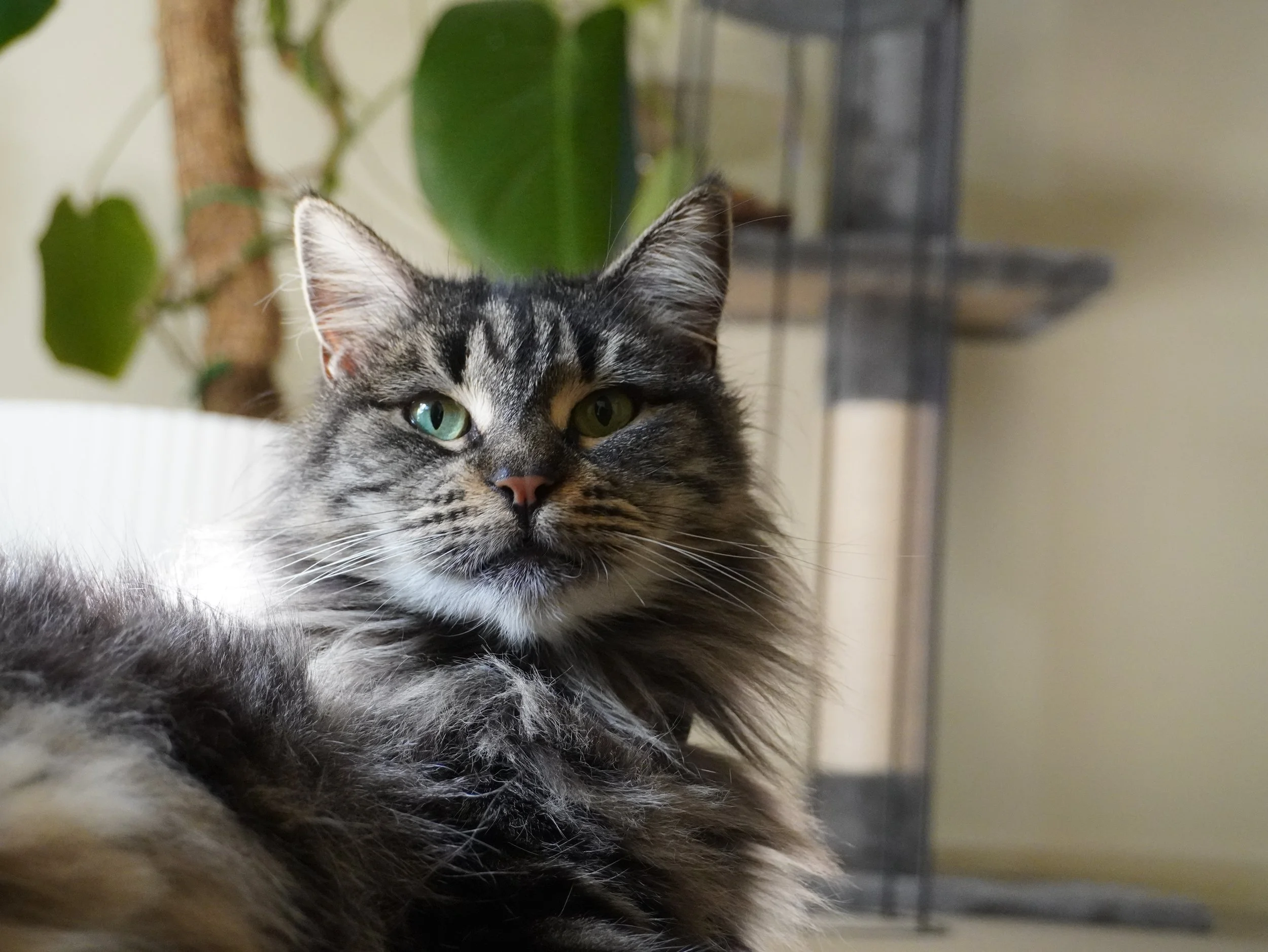 Close-up of a tabby cat with green eyes, lying down indoors near plants and furniture.