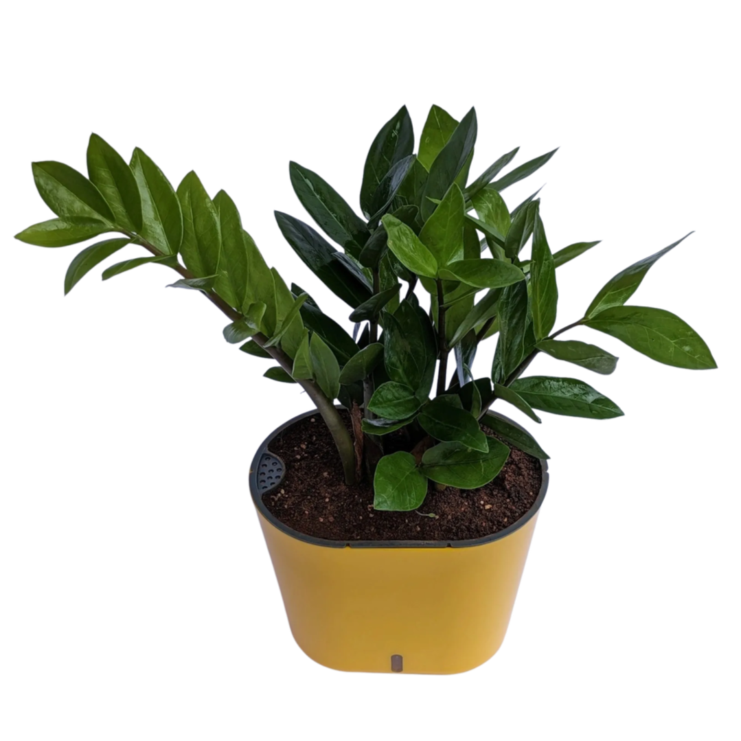 A potted plant with dark green, broad, ovate leaves in a yellow container.