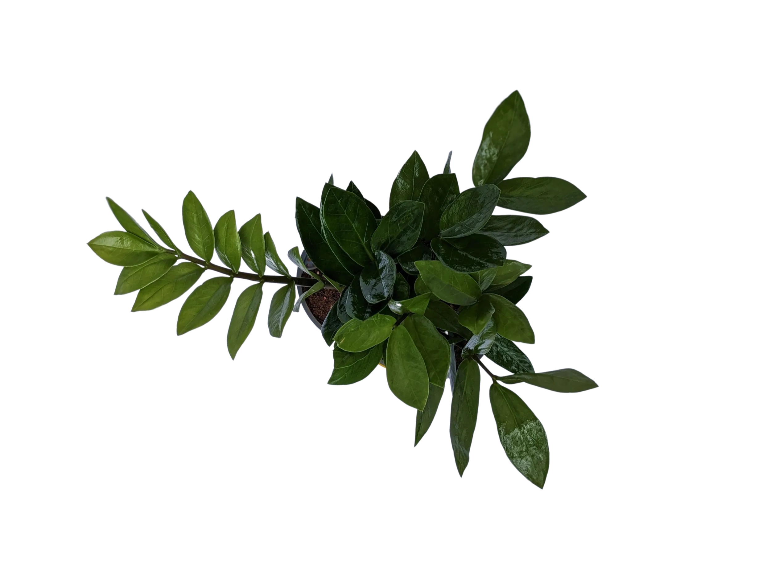 Green leafy plant in a small pot with dark soil on a reflective surface.