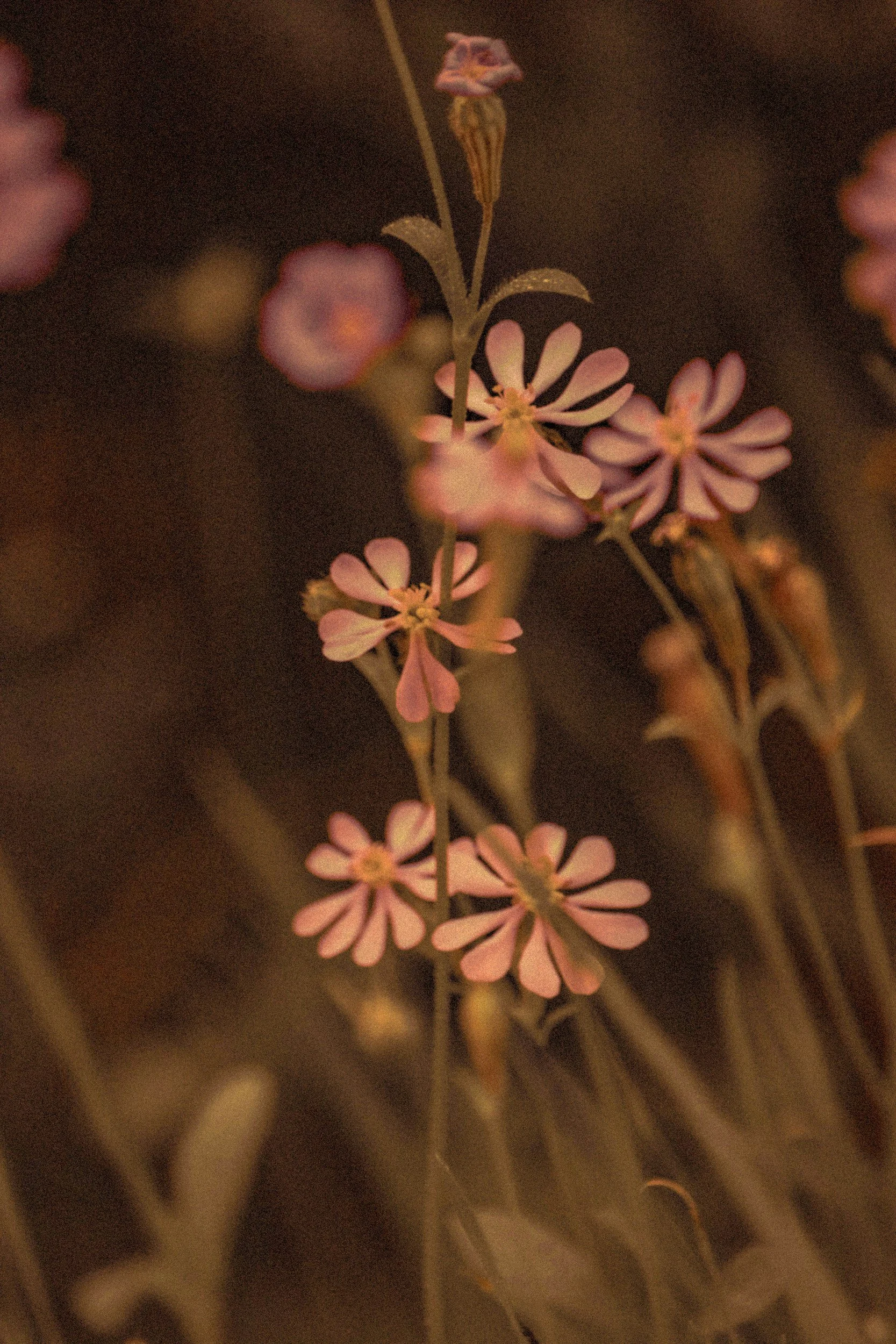Close-up of tiny pink flowers with four petals each, attached to thin green stems against a dark background.