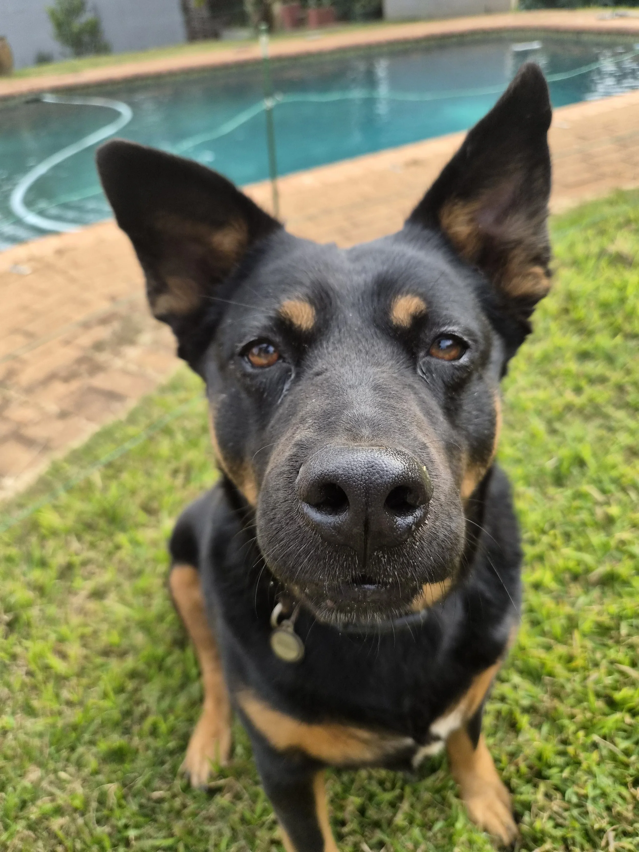 Close-up of a black and tan dog with large ears and brown eyes, sitting on grass near a swimming pool.