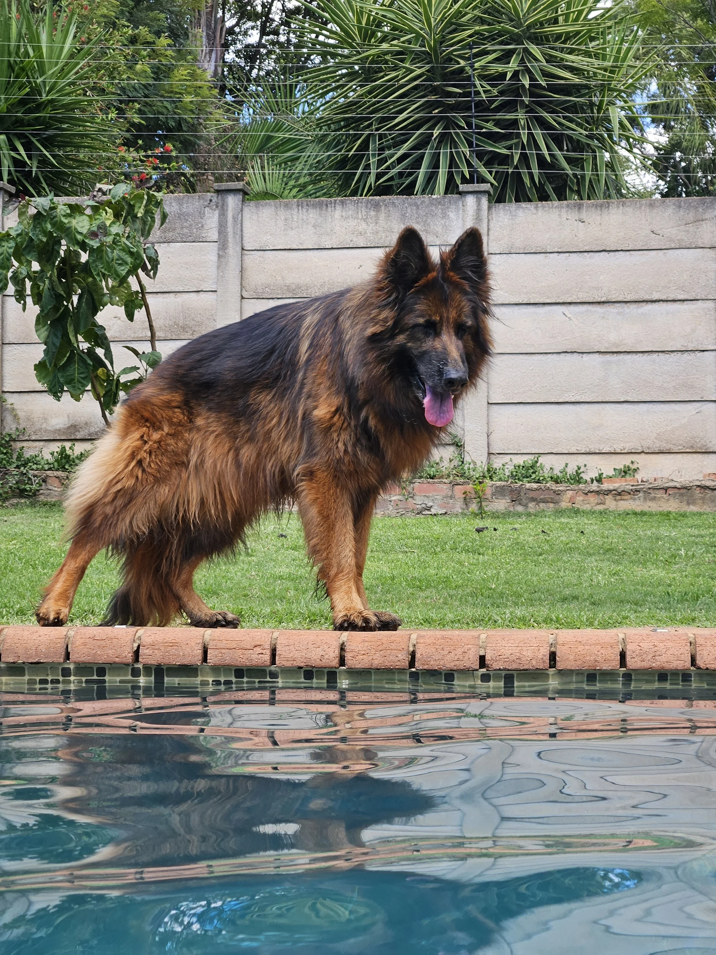 A large dog with brown and black fur standing on grass near a swimming pool, with a concrete fence and tropical plants in the background.