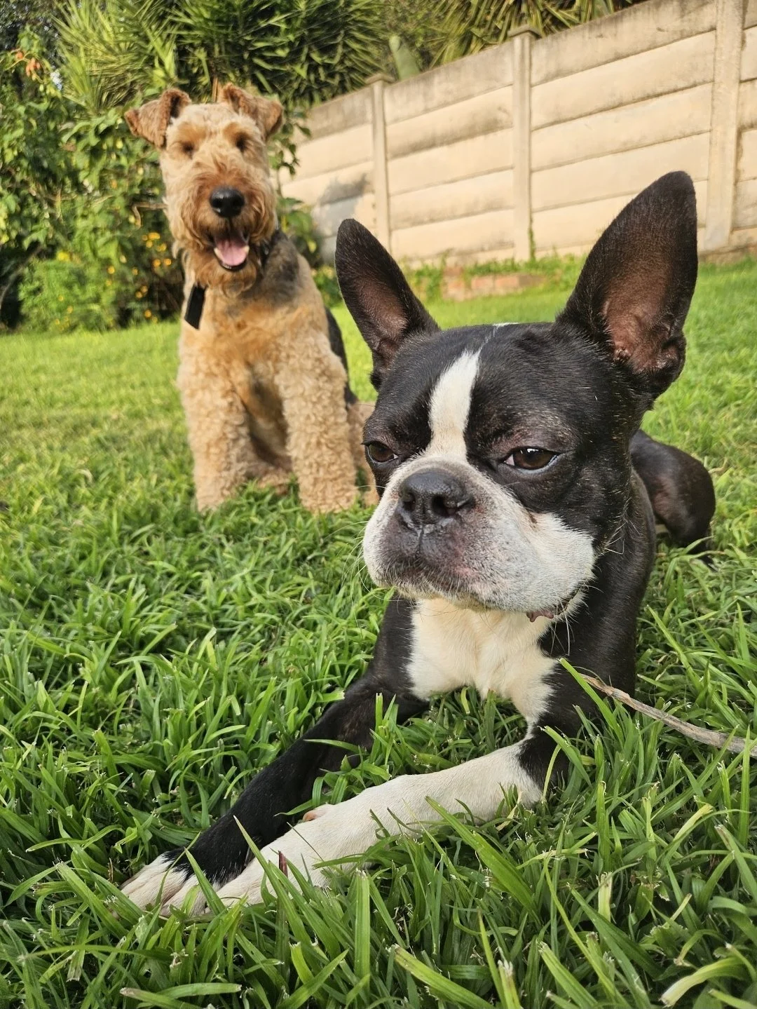 Two dogs, a black and white French Bulldog lying on grass in the foreground and a brown, curly-haired dog sitting with an open mouth in the background, in a backyard with a wooden fence.