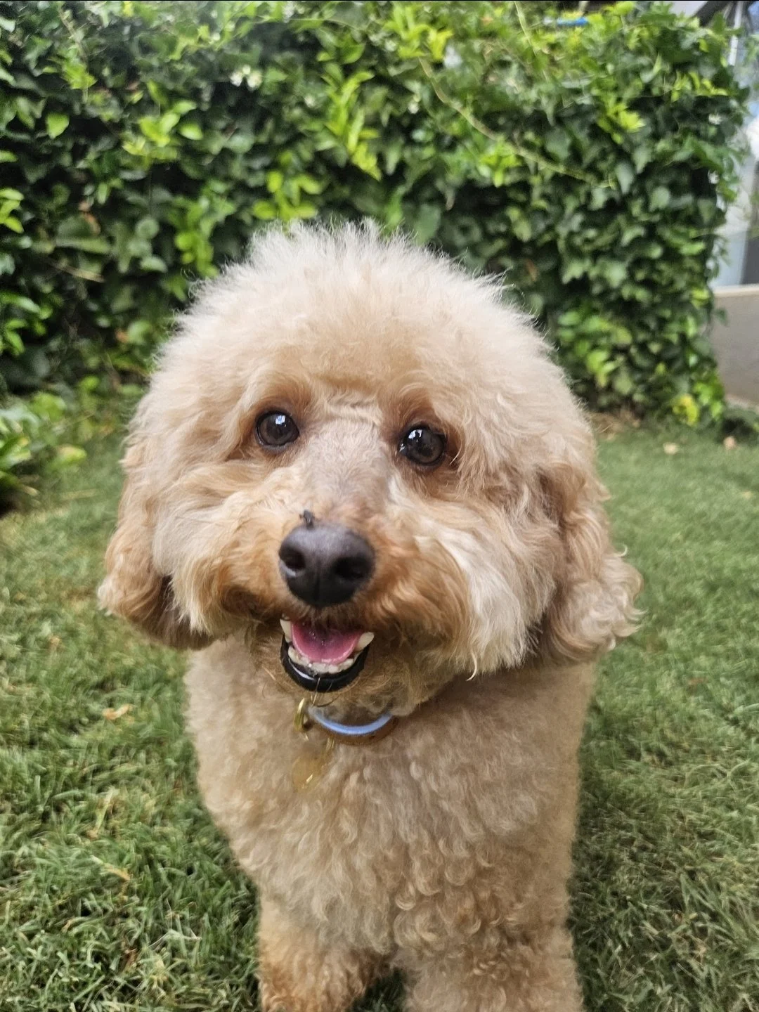 A happy apricot-colored poodle mix dog standing on grass, smiling with open mouth, in front of green bushes.