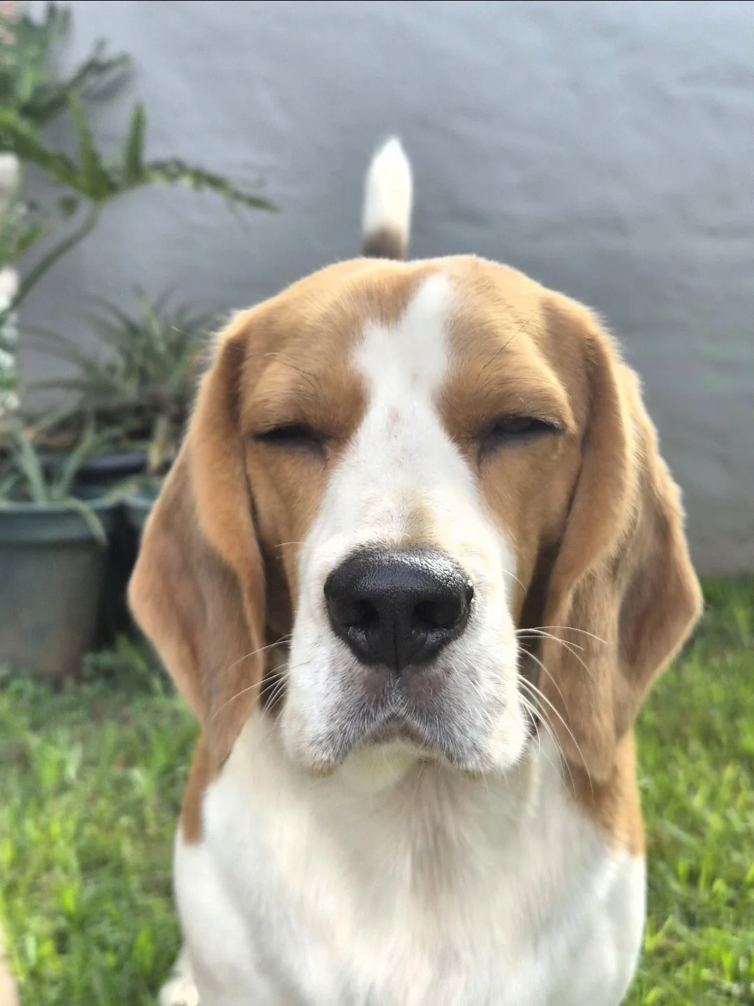 Close-up of a beagle dog with closed eyes, tan and white fur, outdoors on grass with a plant nearby and water in the background.