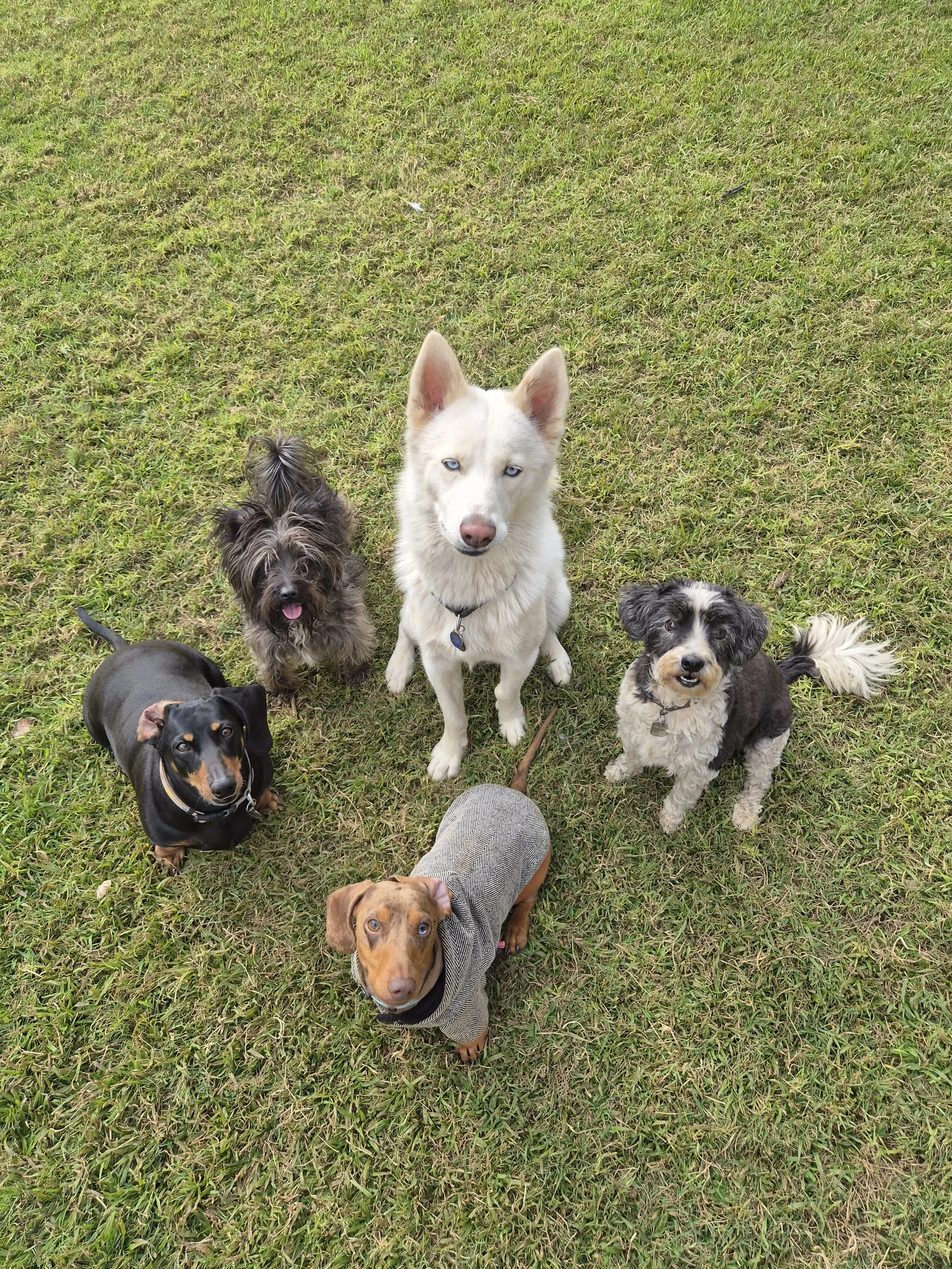Group of seven dogs sitting on grass, looking up at the camera, with one person’s foot visible in the foreground.