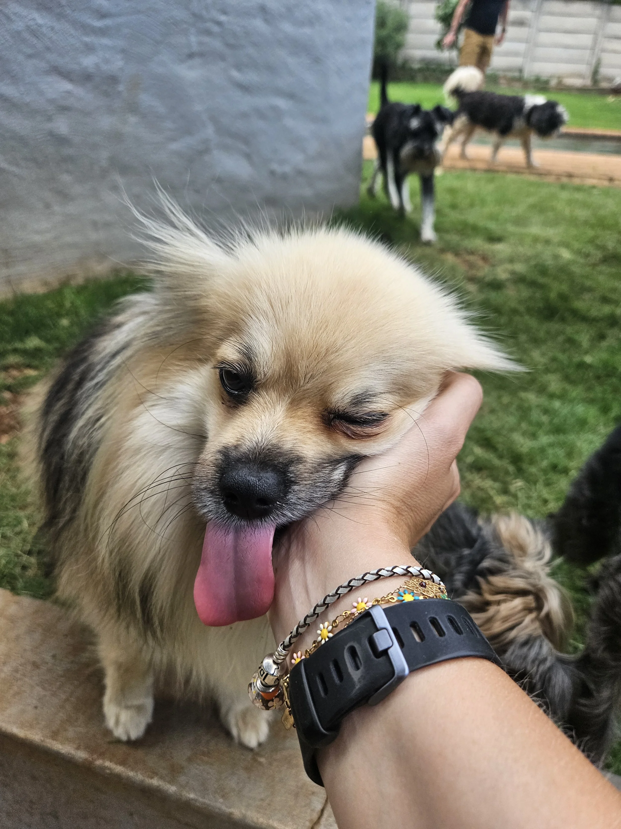 A small, fluffy, tan and white puppy with its tongue out is being petted. In the background, there are several black and white dogs and a person walking on a wooden deck in a backyard with green grass.