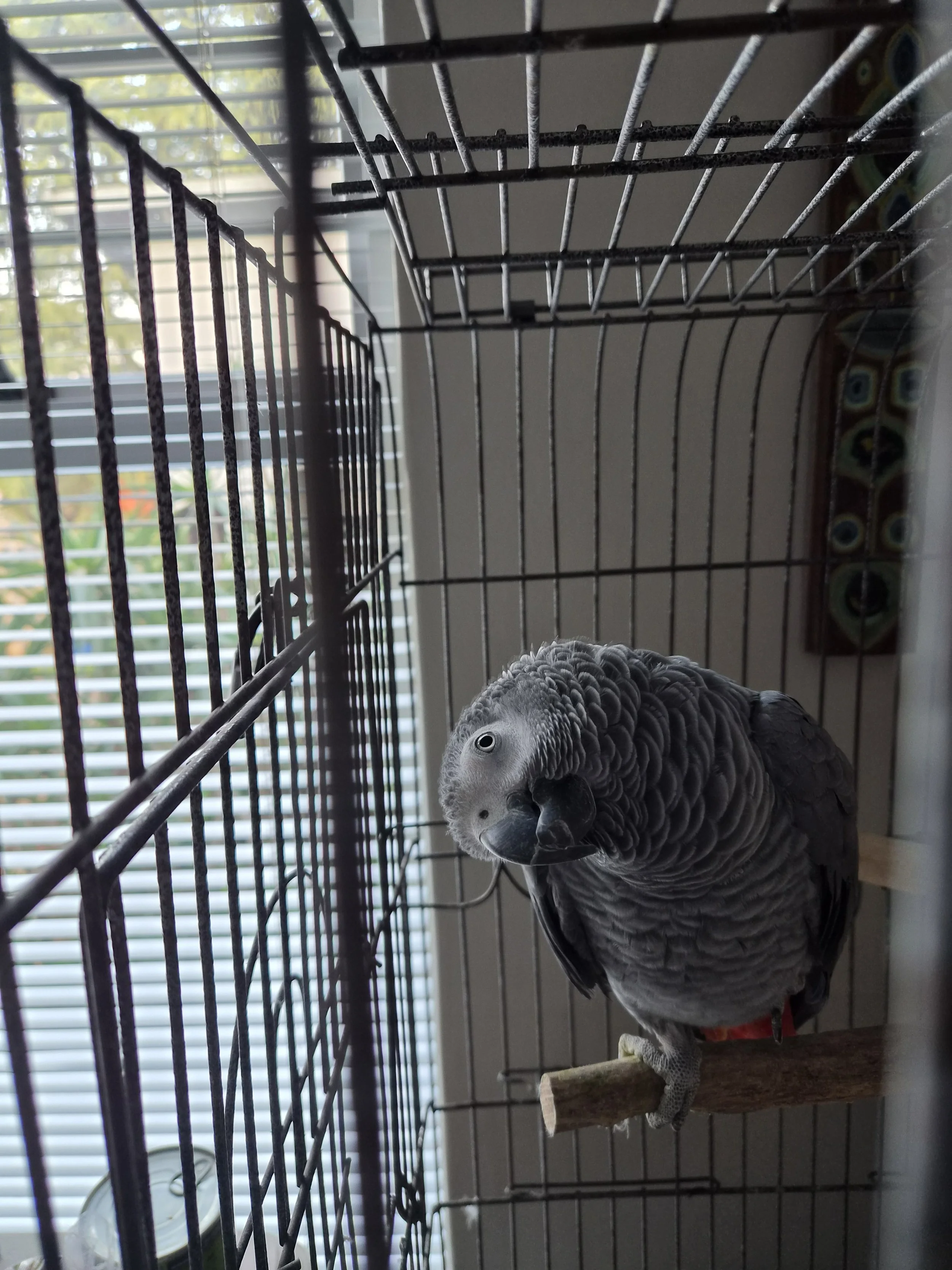 An African Grey parrot perched on a wooden branch inside a cage with a window in the background.