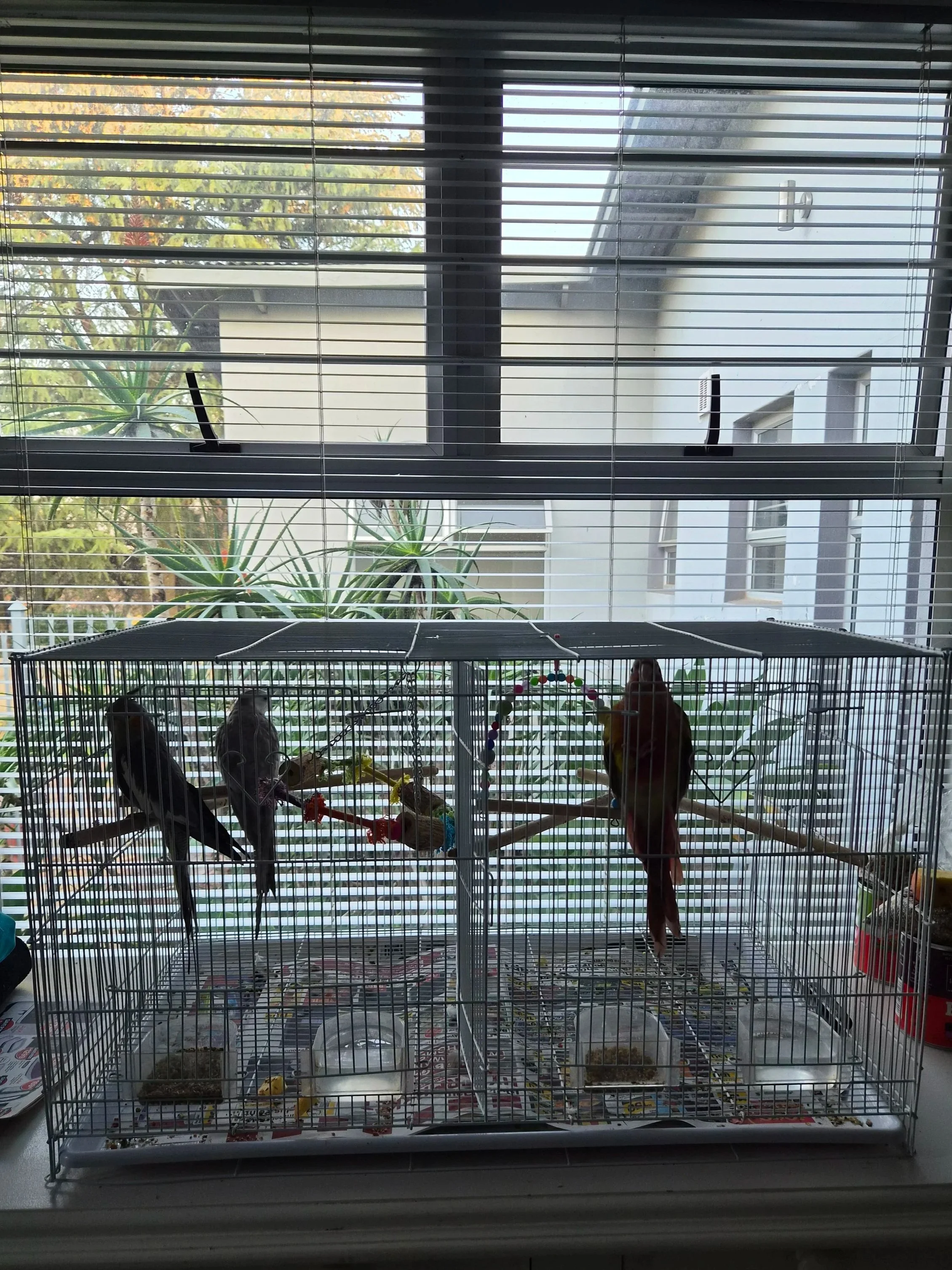 Birdcage with three birds inside placed on a windowsill in front of a window with blinds, outdoor trees, and a building visible outside