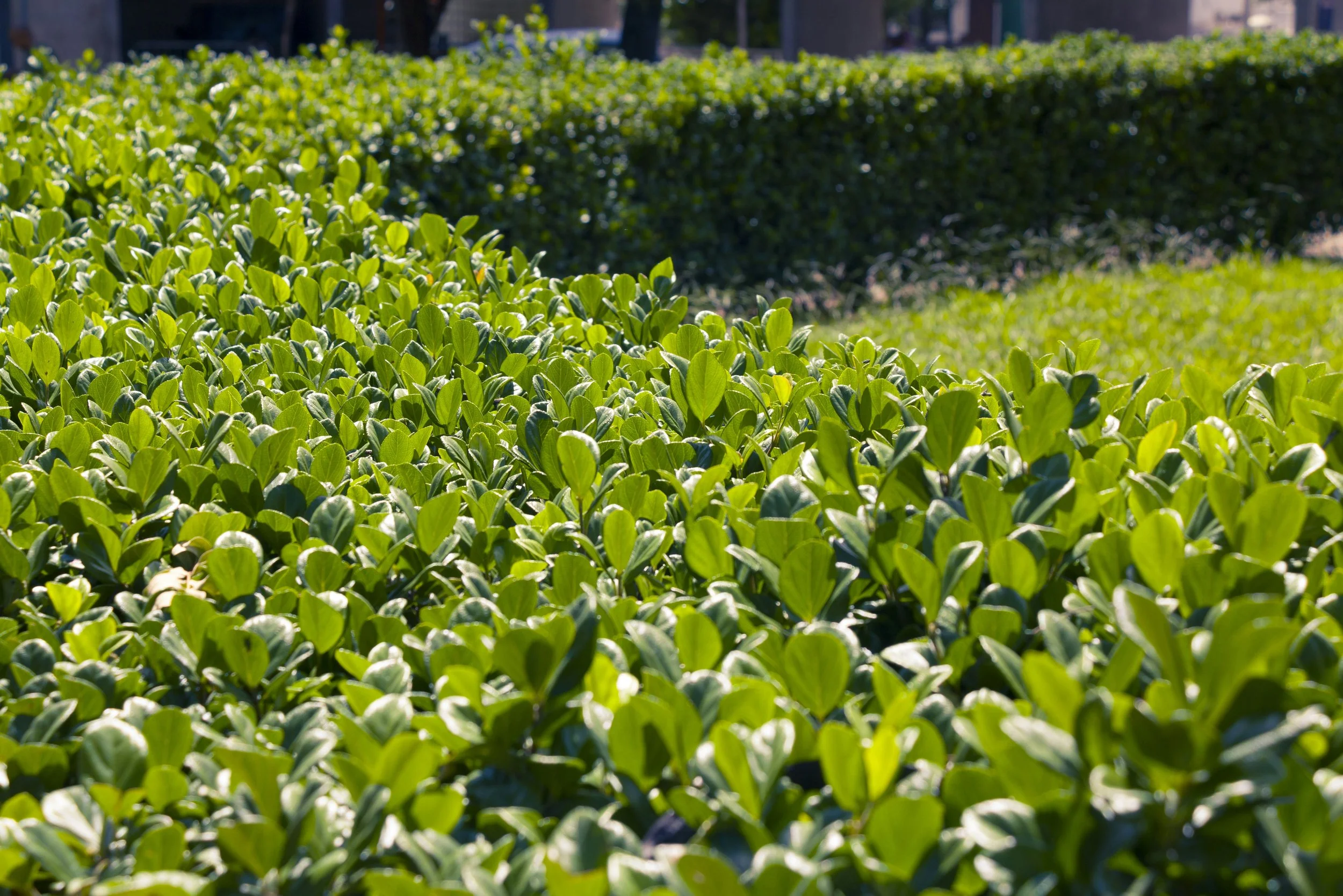 Close-up of vibrant green shrubs, section 03: Shrub & Tree Trimming — precision pruning, hedge shaping, and overgrowth control.