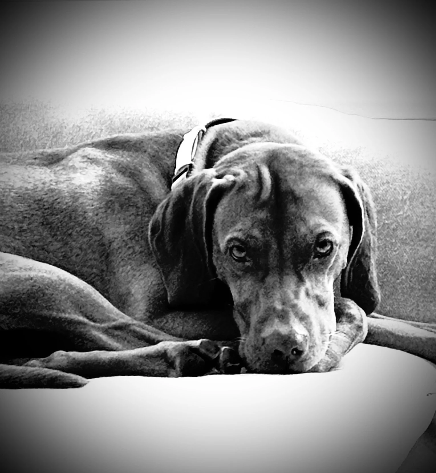 Black and white photograph of a Rizzler dog lying on a couch with its head resting on its front paw and staring directly at the camera.