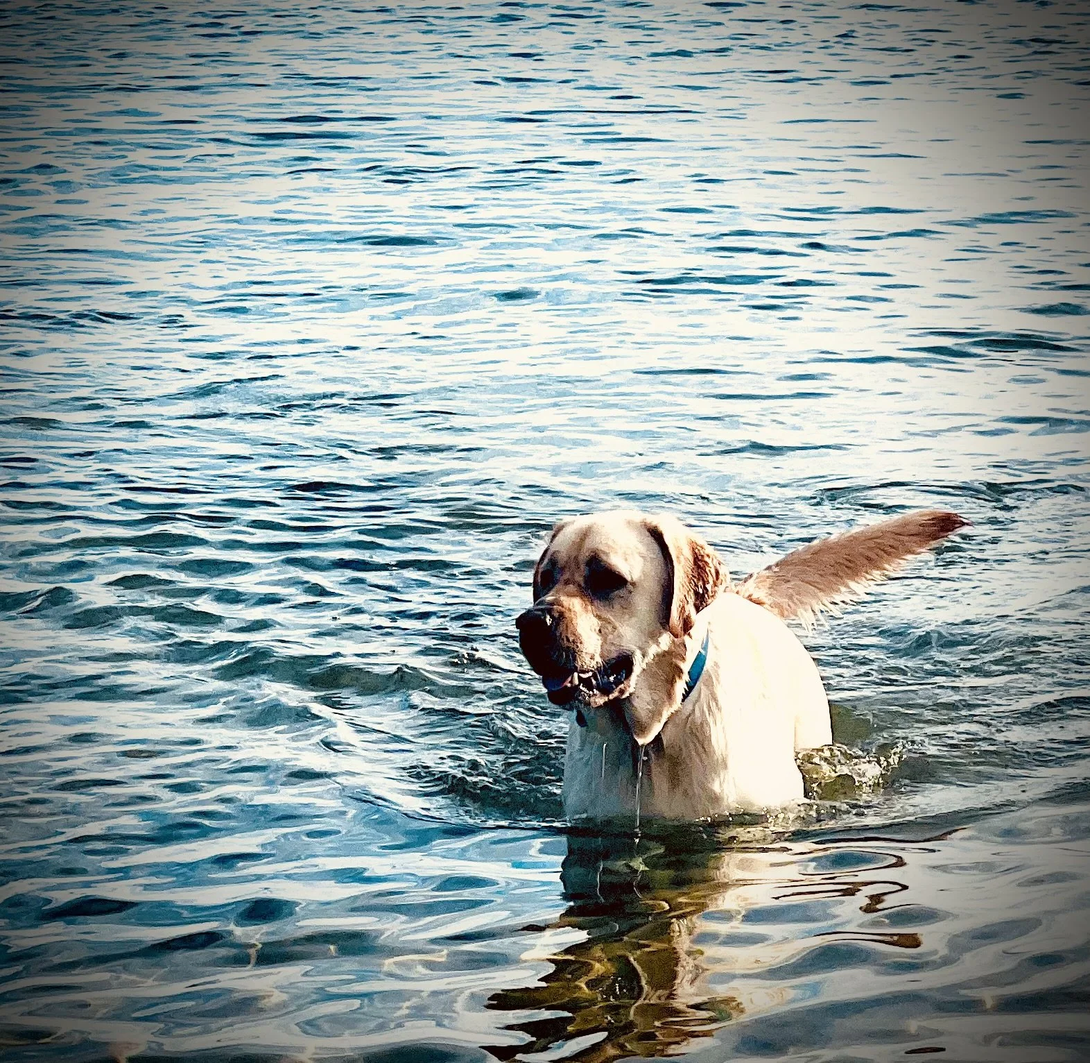 top tips to keep your pup cool &amp; happy this summer