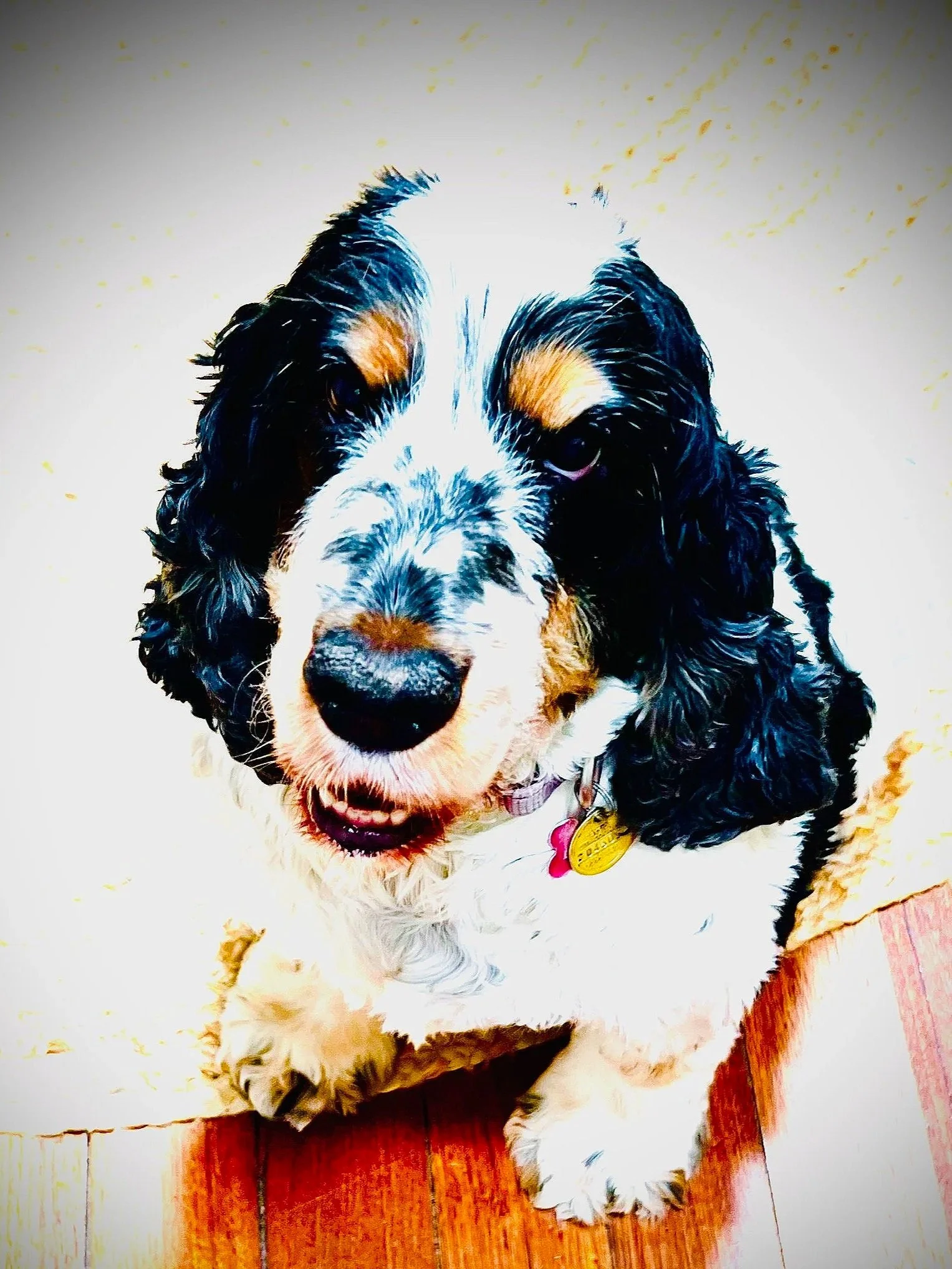 why being present with your dog is critical to their happiness