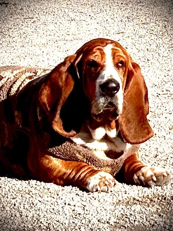 A Basset Hound dog lying on a carpeted floor, wearing a sweater.