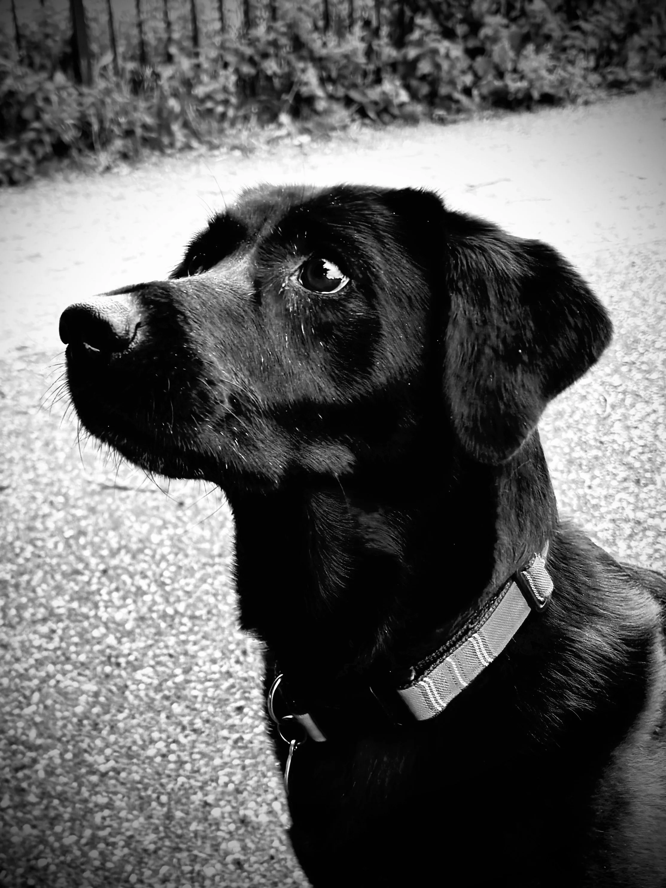 Close-up of a black Labrador dog with a collar, looking upward against a blurred background.