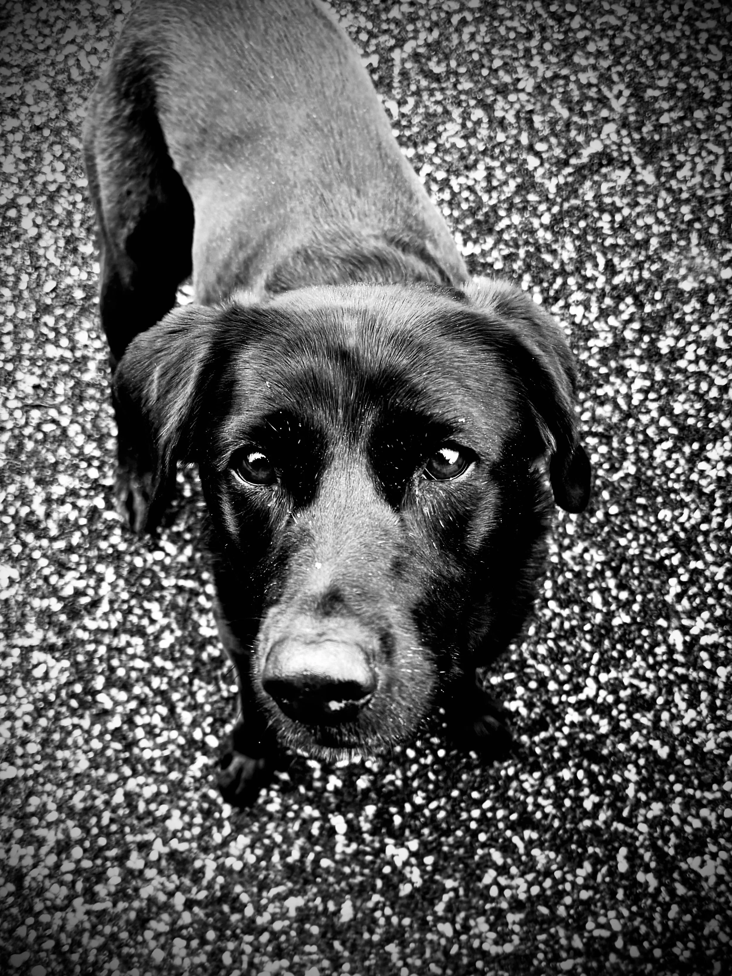 Black and white photo of a black labrador looking up at the camera with pensive eyes, standing on a gravel surface.