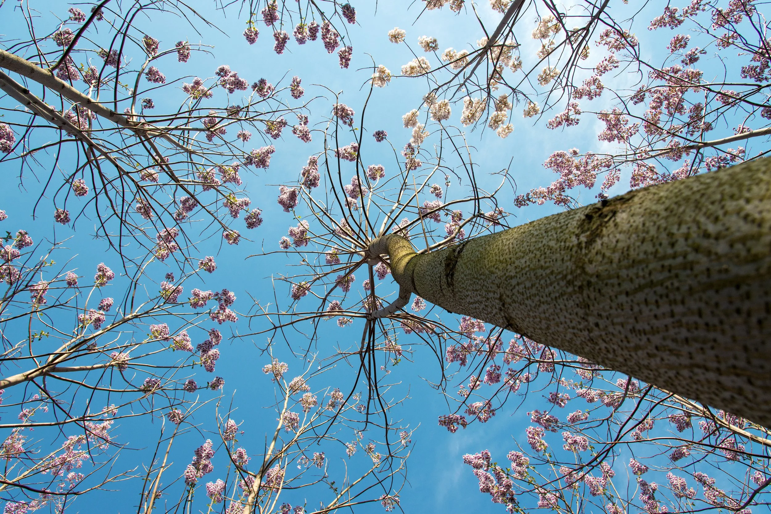 Looking up a Paulownia trunk to its flowers against a blue sky
