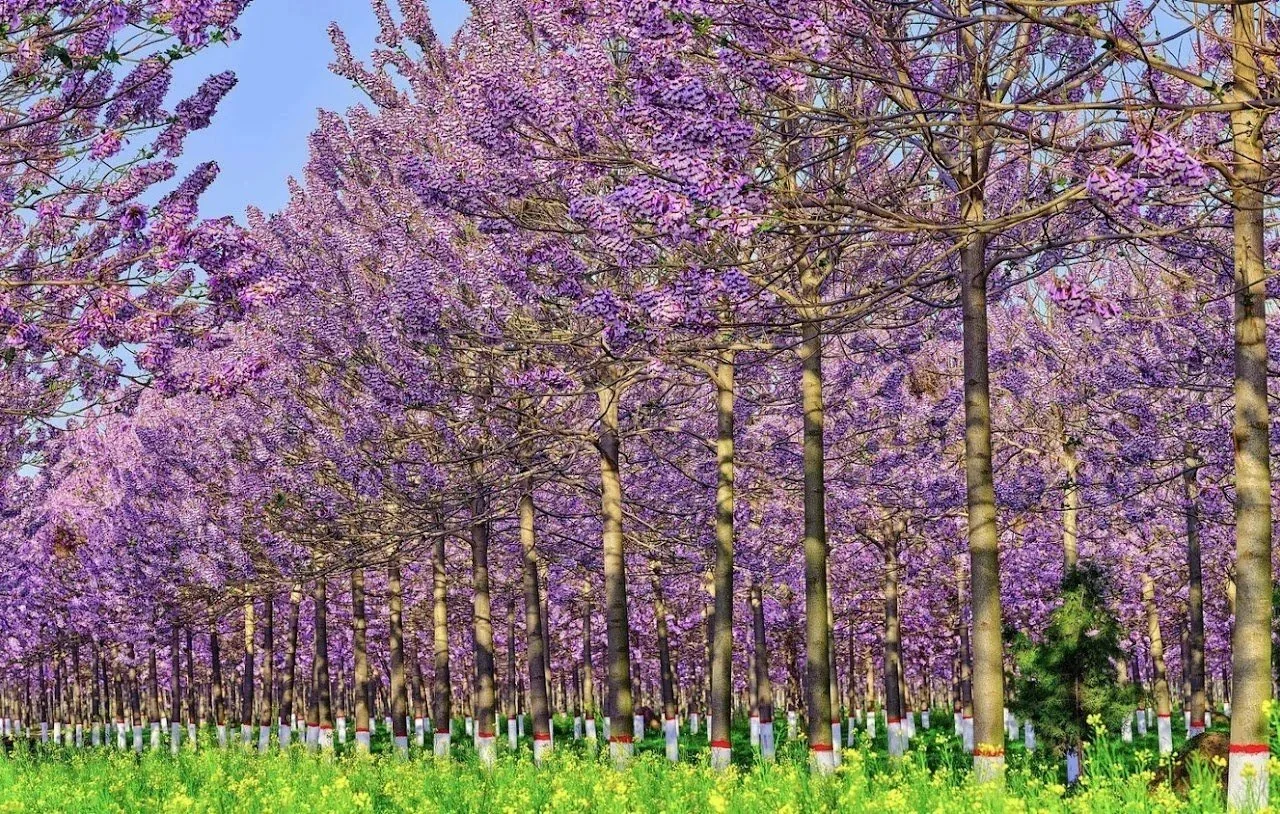 Paulownia plantation trees in flower
