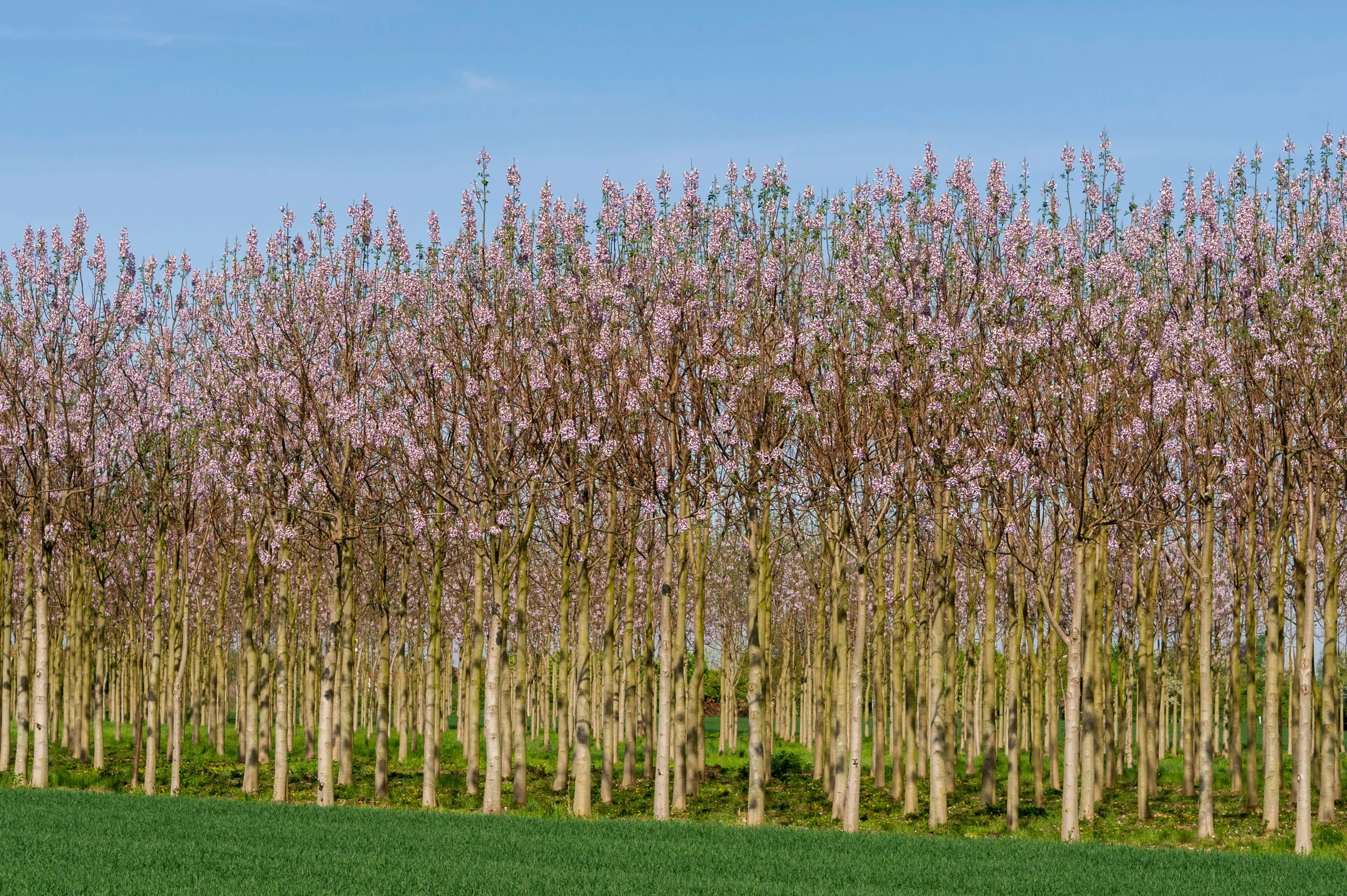 A Paulownia plantation flowering in spring