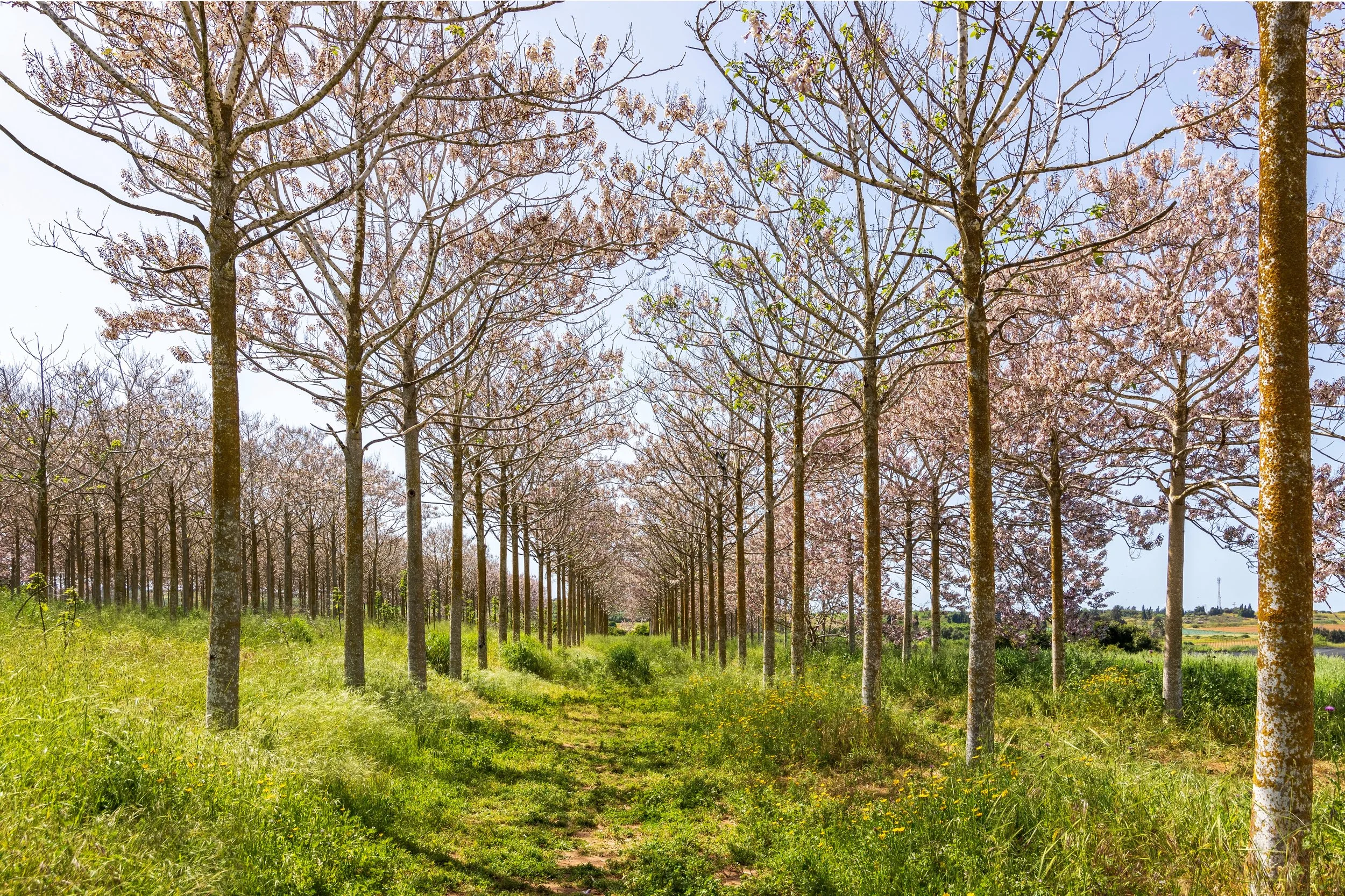 Rows of young Paulownia trees in a plantation