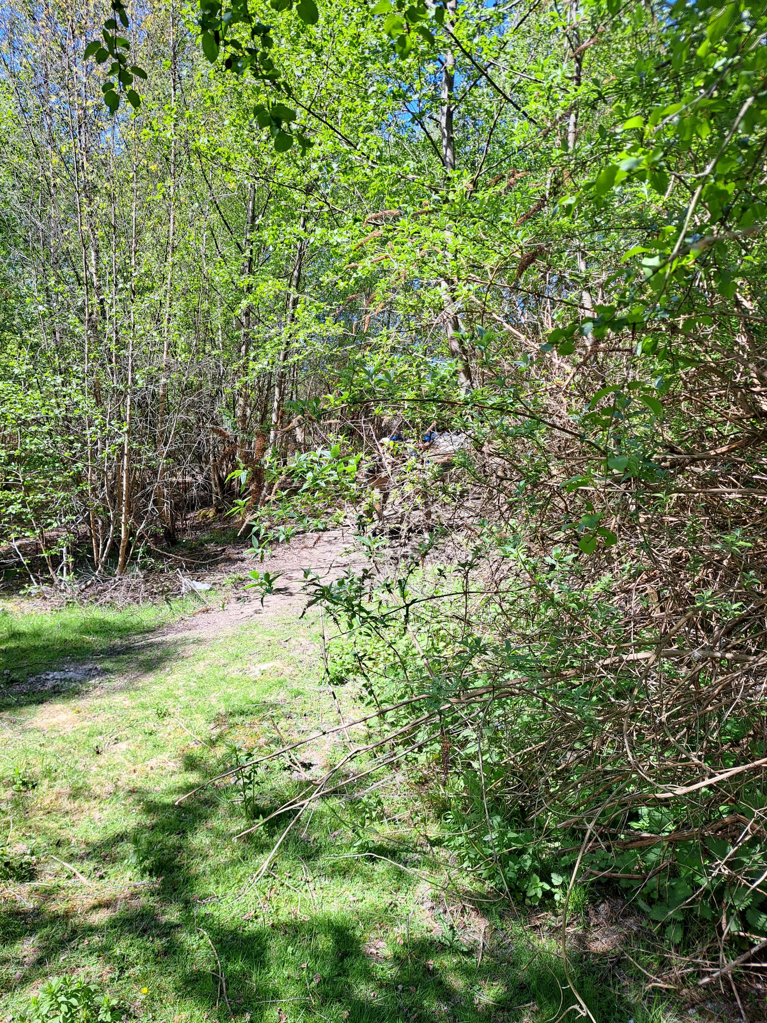 A nature trail surrounded by lush green trees and grass, with sunlight filtering through the leaves.