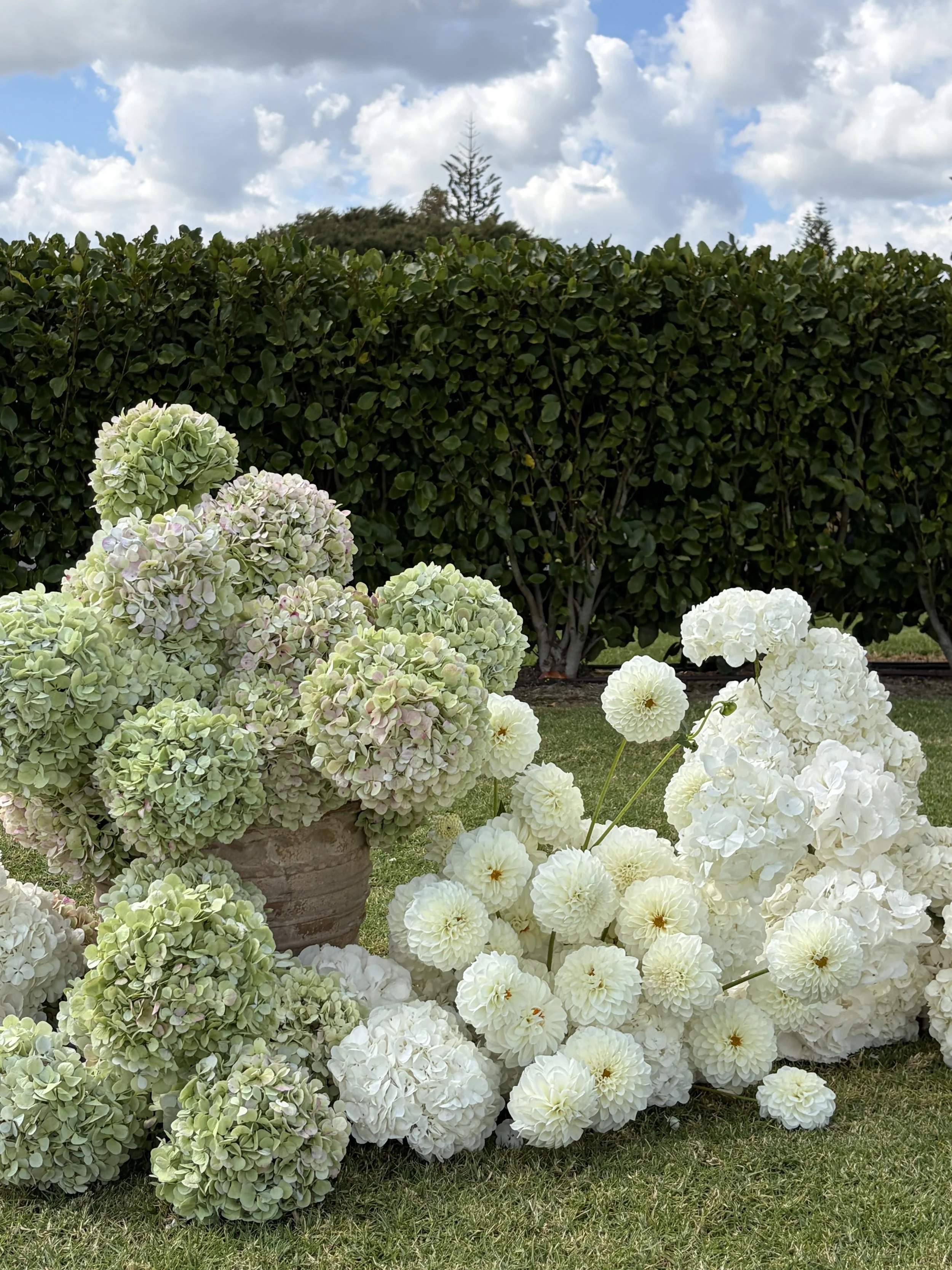 White and pale green hydrangea flowers in a garden with a green hedge, cloudy sky, and trees in the background.
