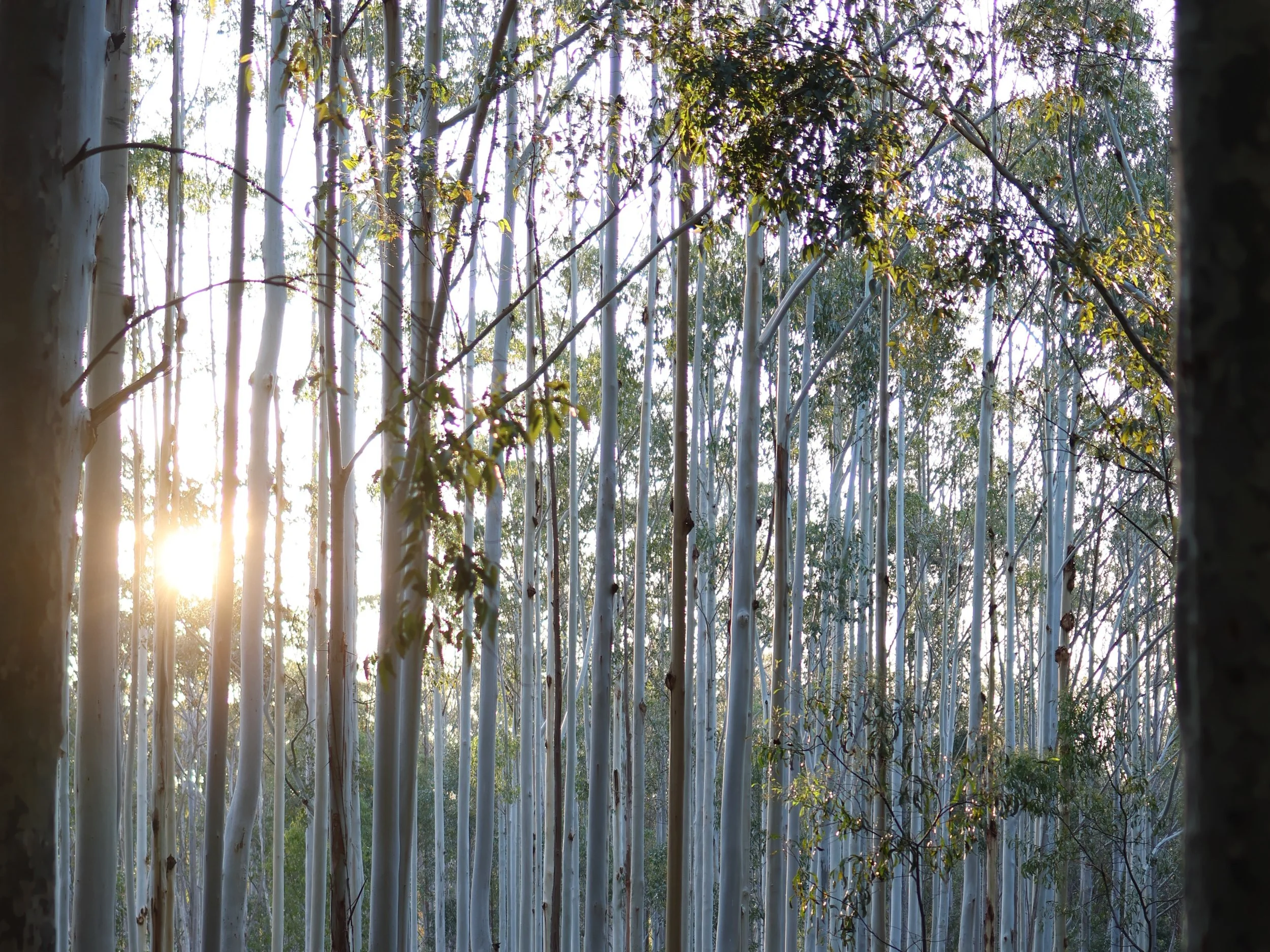 Forest (1).JPG