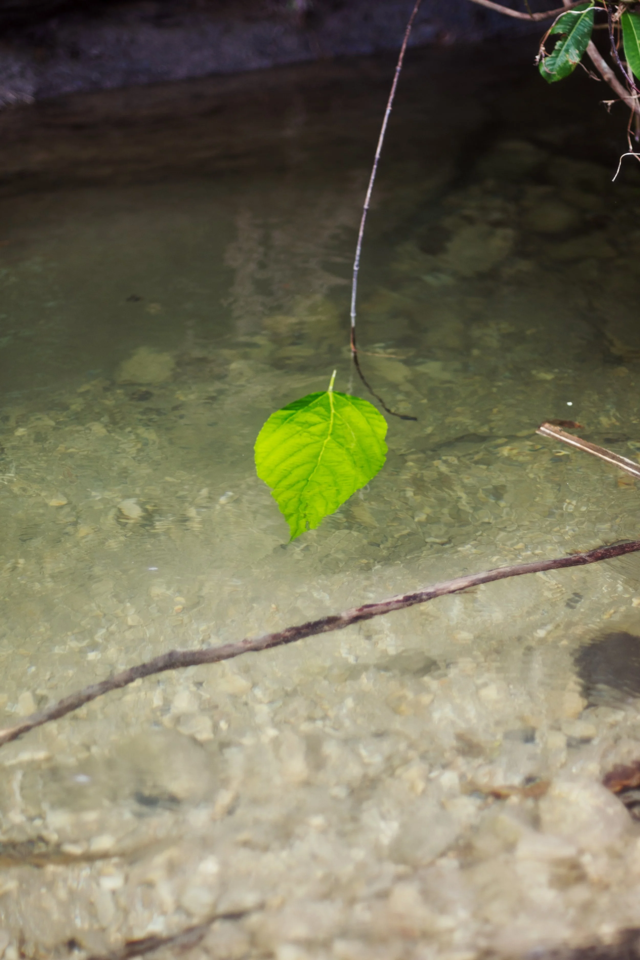 DSCF7918.jpg
