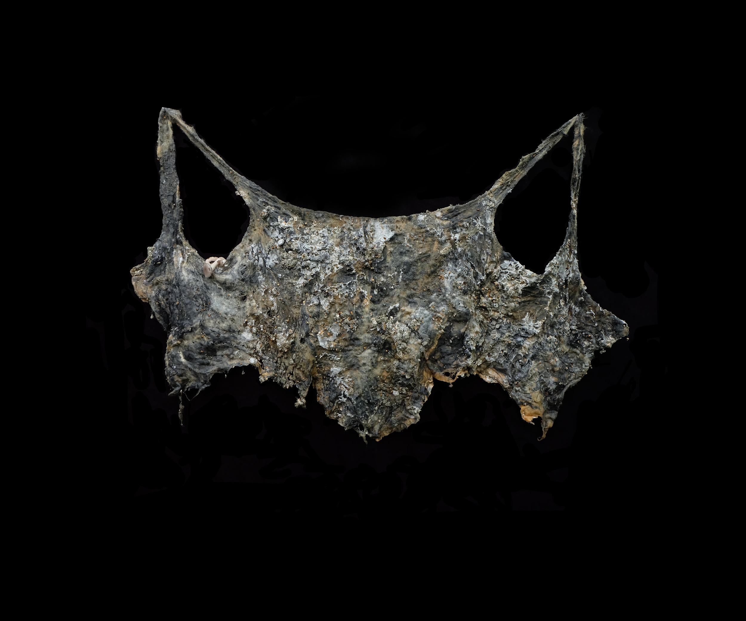 Mycellium corset.png