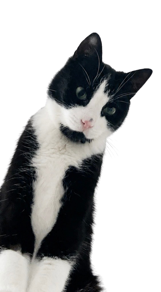 Schwarze und weiße Katze mit rosa Nase, die in die Kamera schaut.
