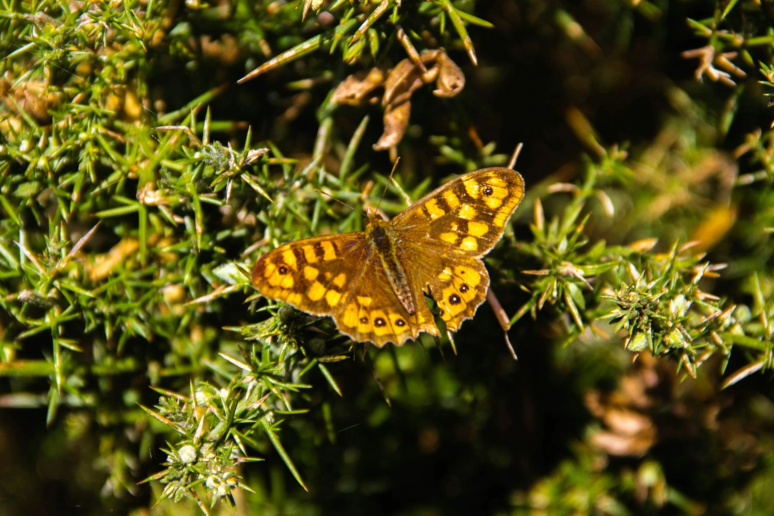 A butterfly with yellow and brown patterned wings resting on green spiky shrubbery.