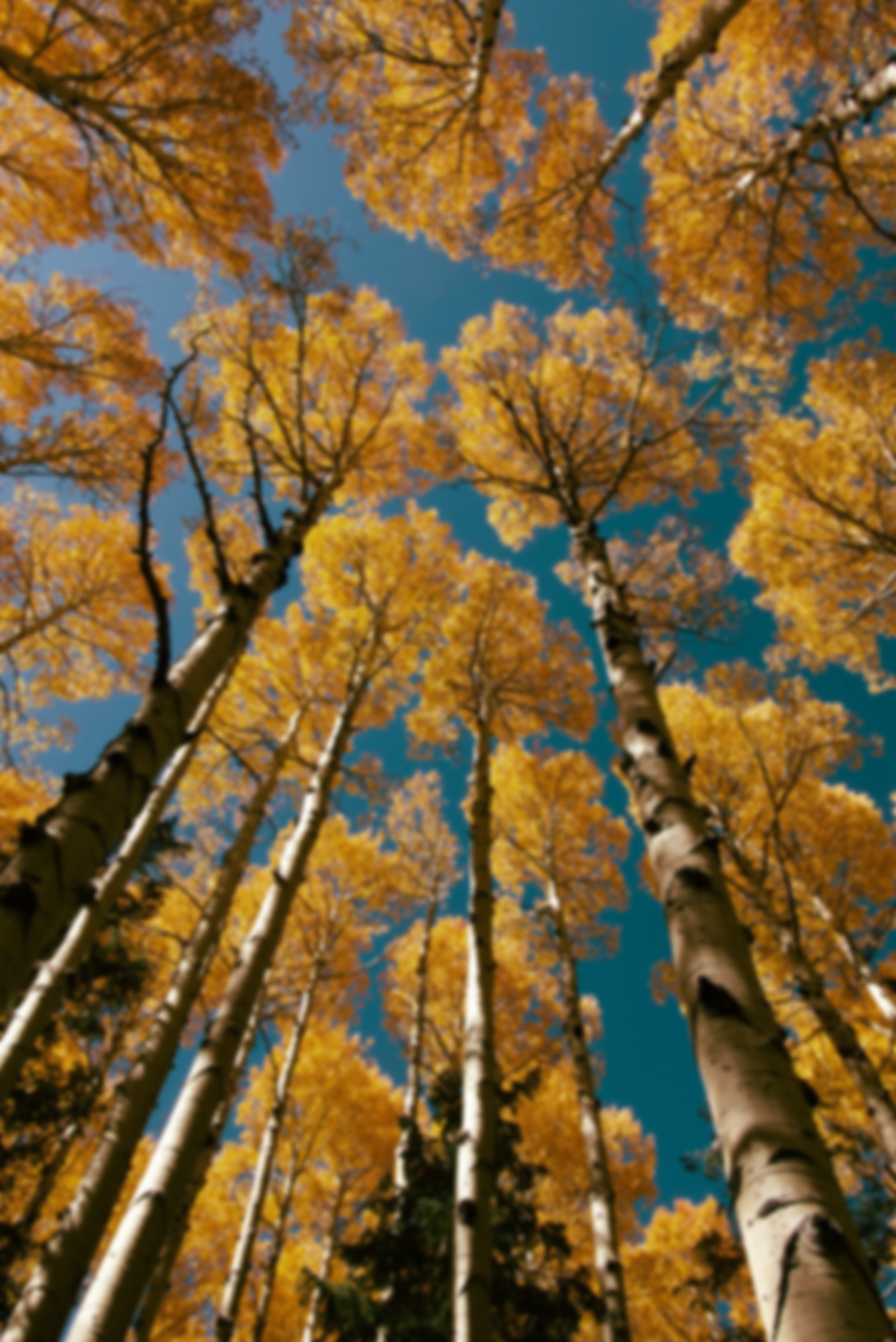 Looking up at tall aspen trees with golden yellow leaves against a clear blue sky.