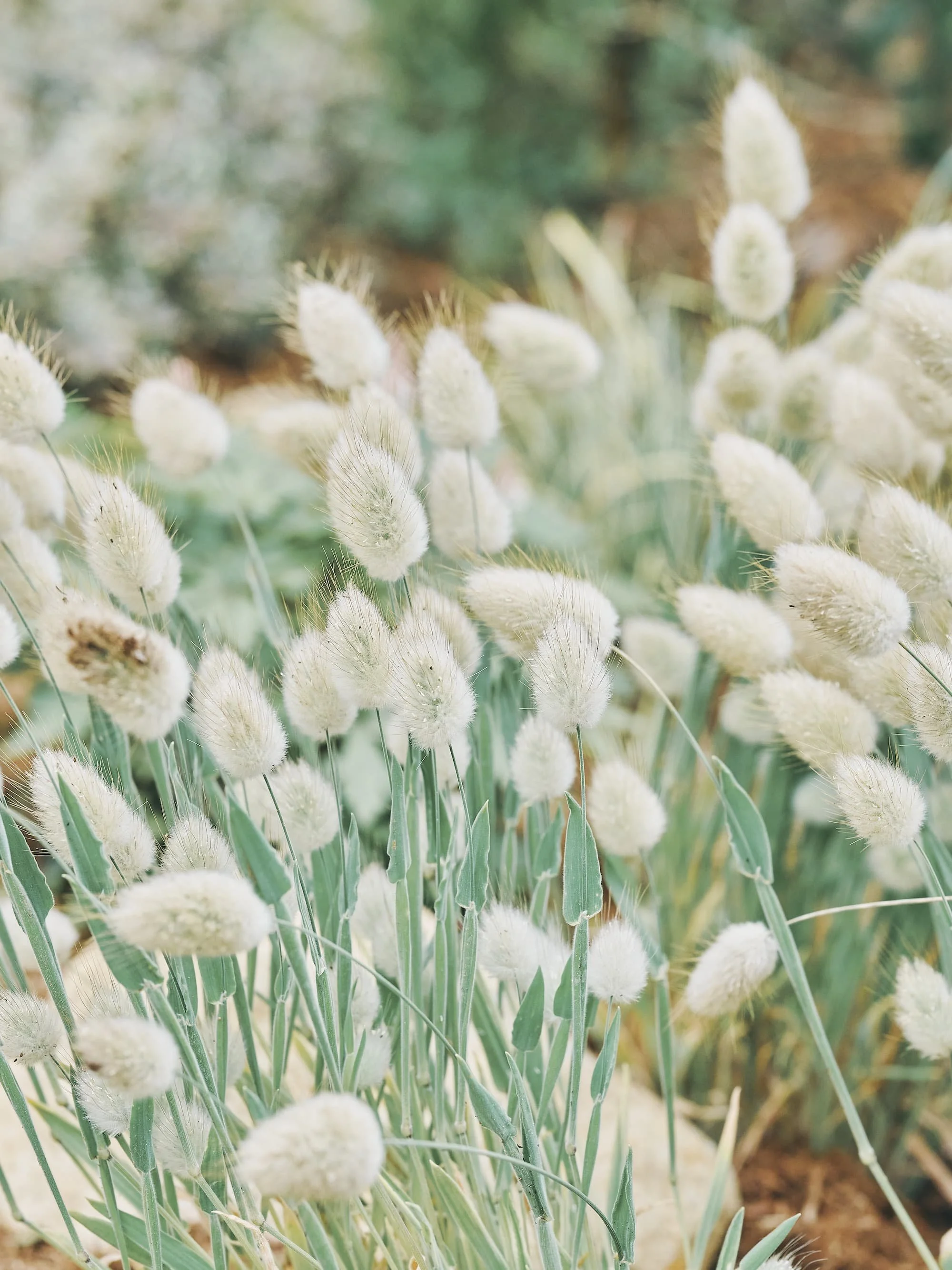 A scene of a meadow filled with clusters of white, fluffy flowers