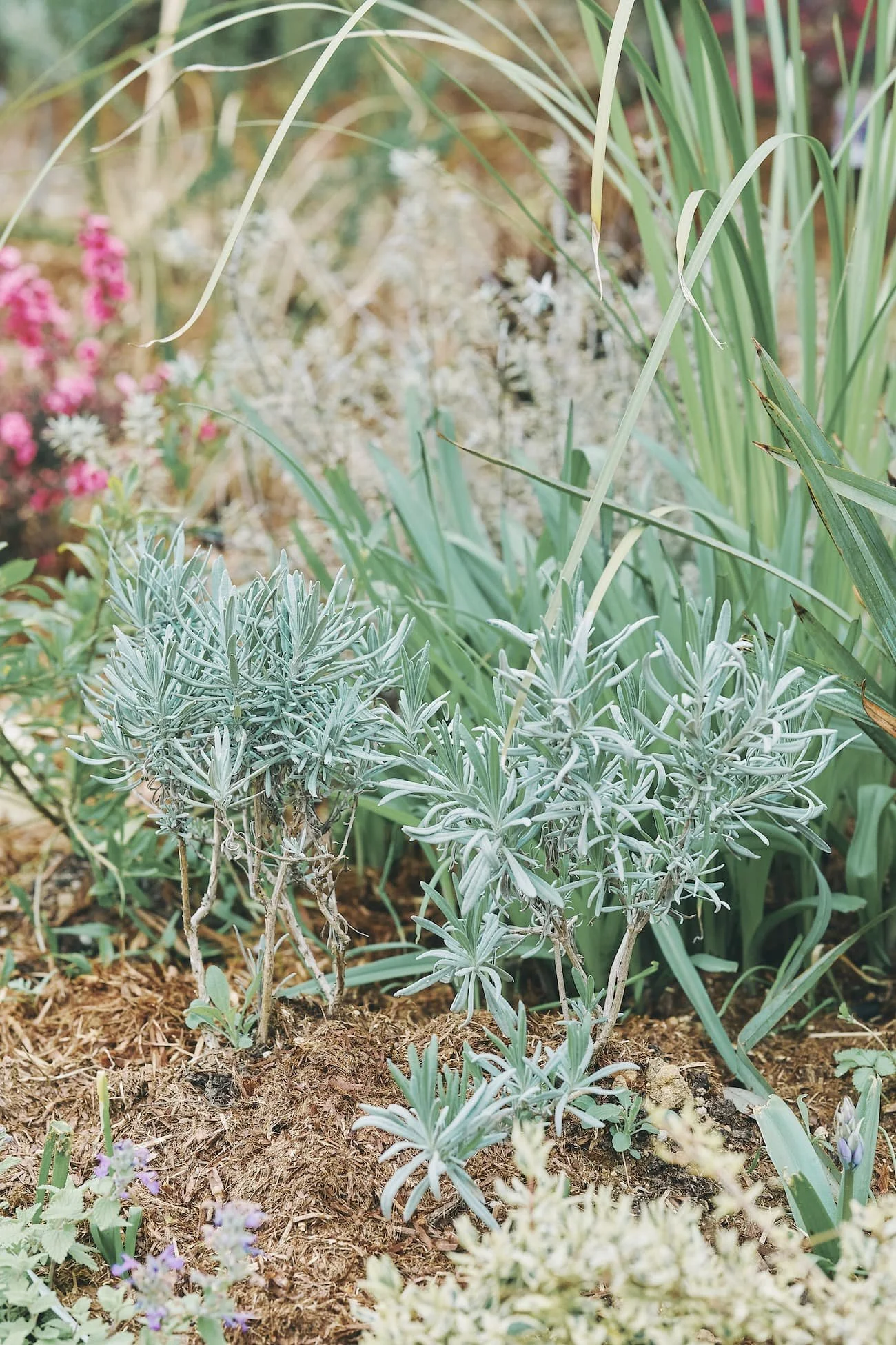 多くの植物や草花が生えている庭の様子。手前にグレーの細長い葉の植物があり、奥には緑の長い葉の草やピンク、白の小さな花が咲いている様子が見える。