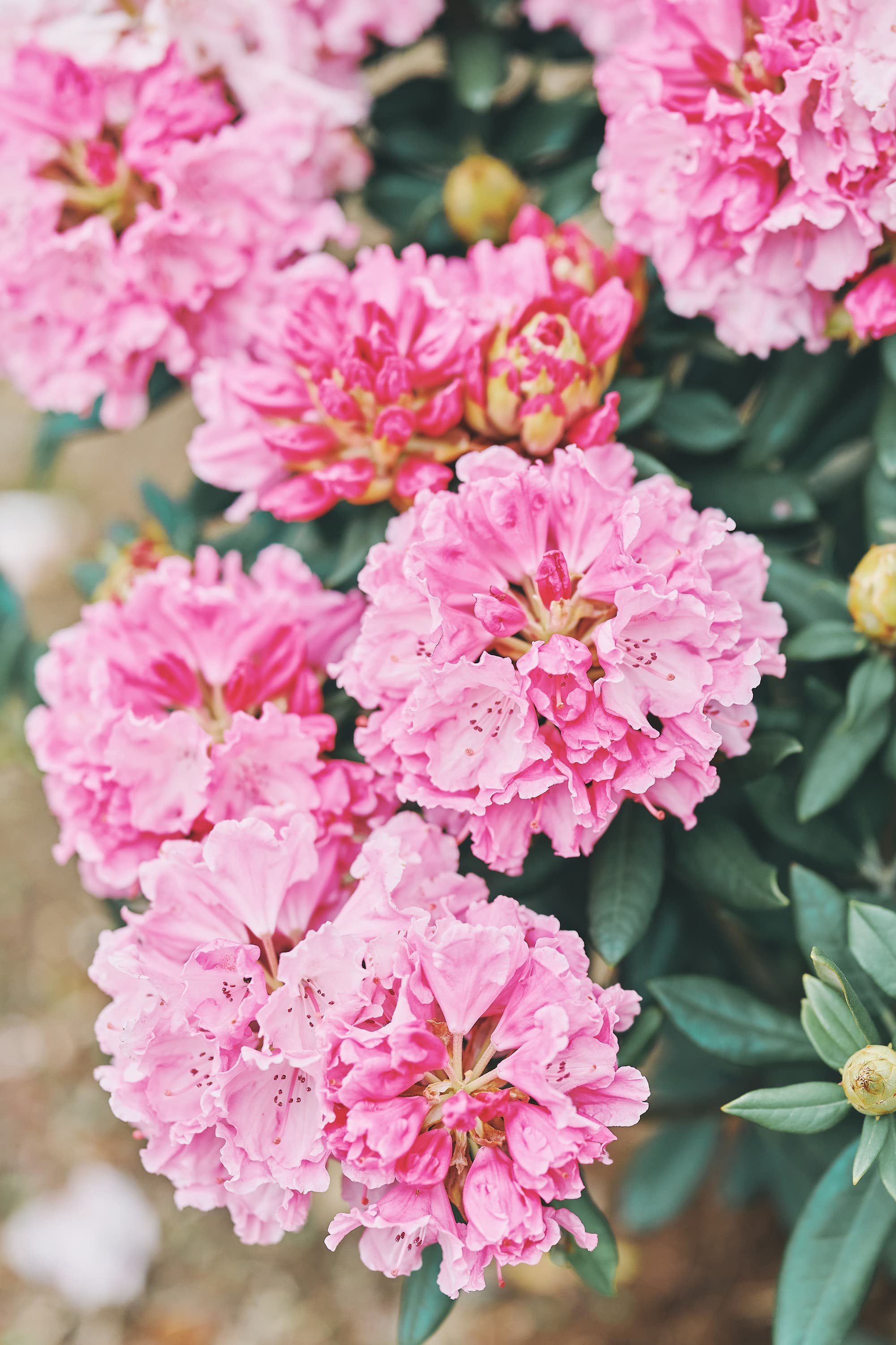 A close-up photo of flowers with dense clusters of pink blossoms