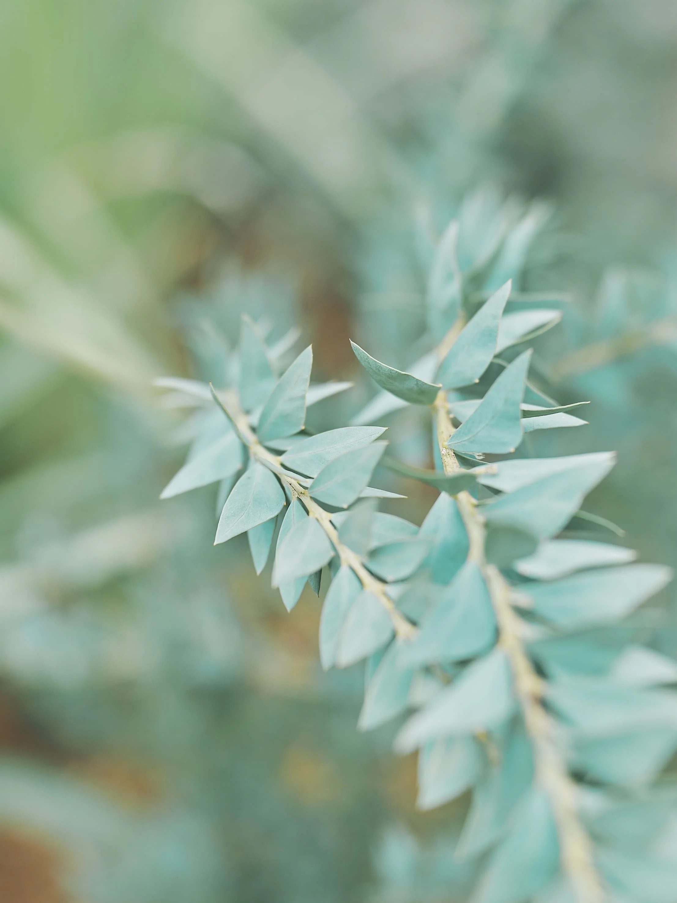 Close-up photo of pale green leaves