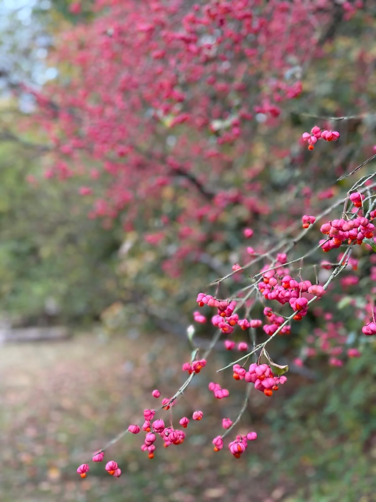 Nahaufnahme von pinken Beeren an einem dünnen Zweig, im Hintergrund unscharfe pinke Blütenbäume.