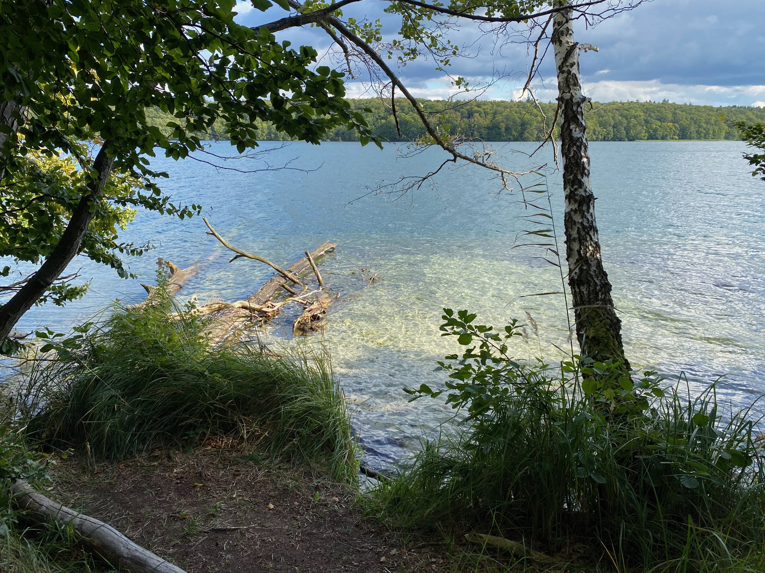 Blick auf einen See, umgeben von Bäumen und einer bewölkten Wolkendecke, mit Blick auf eine grüne bewaldete Insel im Hintergrund.