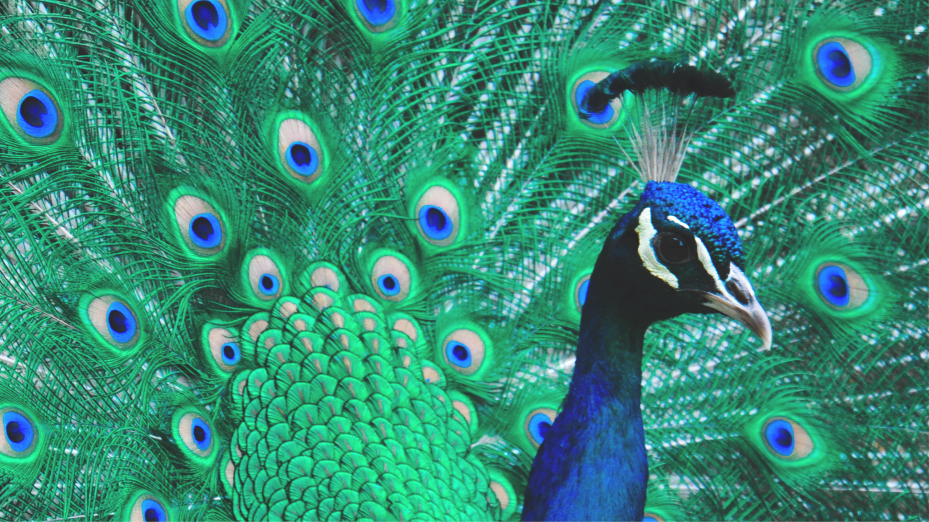 Pfau mit grünen, blauen und schwarzen Federn, zeigt sein gefächertes Rad. Der Kopf des Pfaus ist blau mit weißen Markierungen und schwarzem Schnabel.