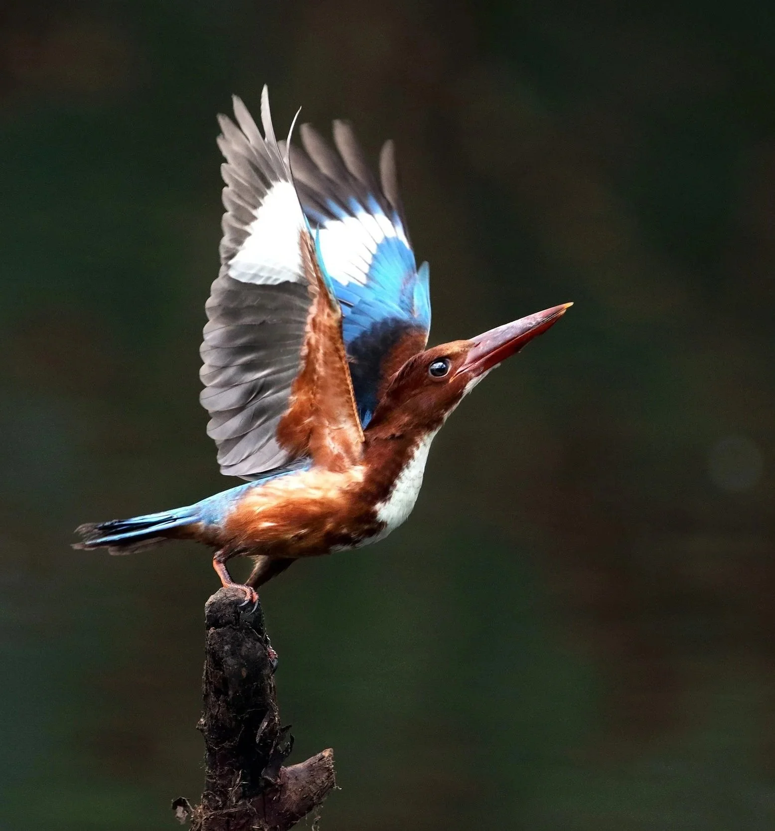 Ein Bidaya-Scharbeißvogel sitzt auf einem Ast, mit Flügeln in Bewegung, vor einem dunklen Hintergrund.