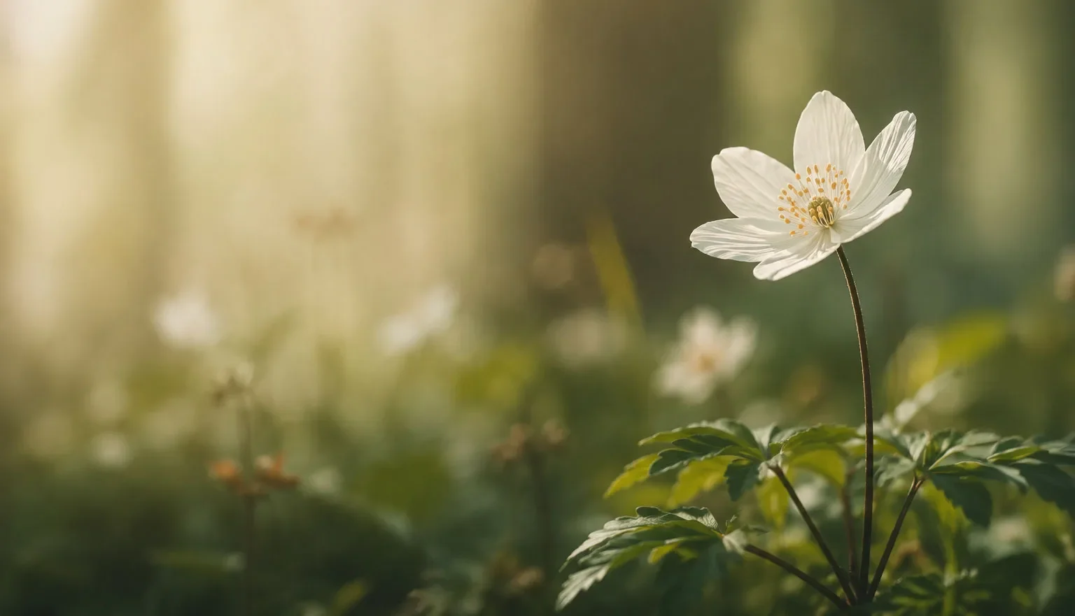 Vine Psychology Surrey Hills Melbourne — white flower in soft morning light