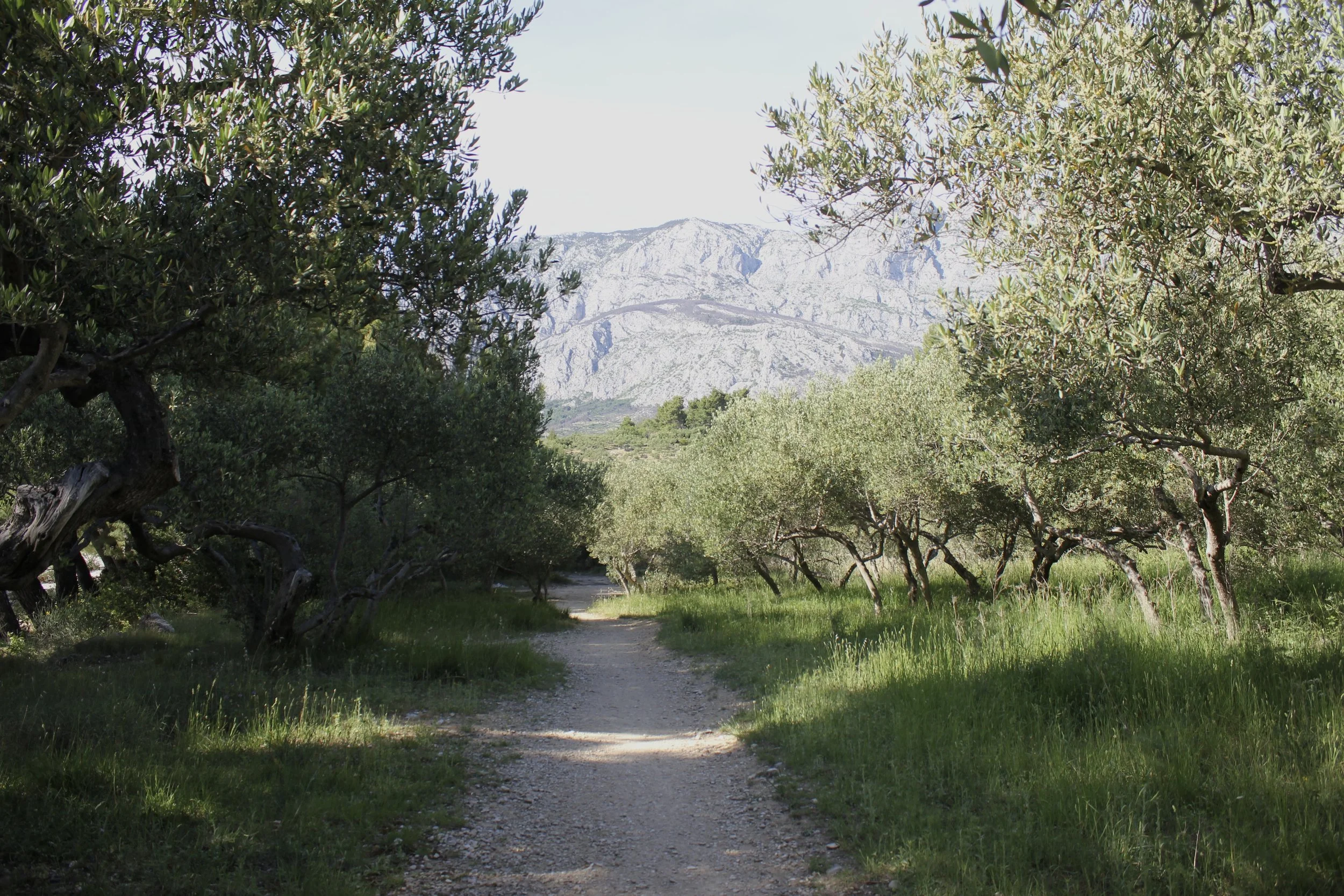 A dirt path through an olive grove with trees on both sides, leading towards distant mountains under a clear sky.