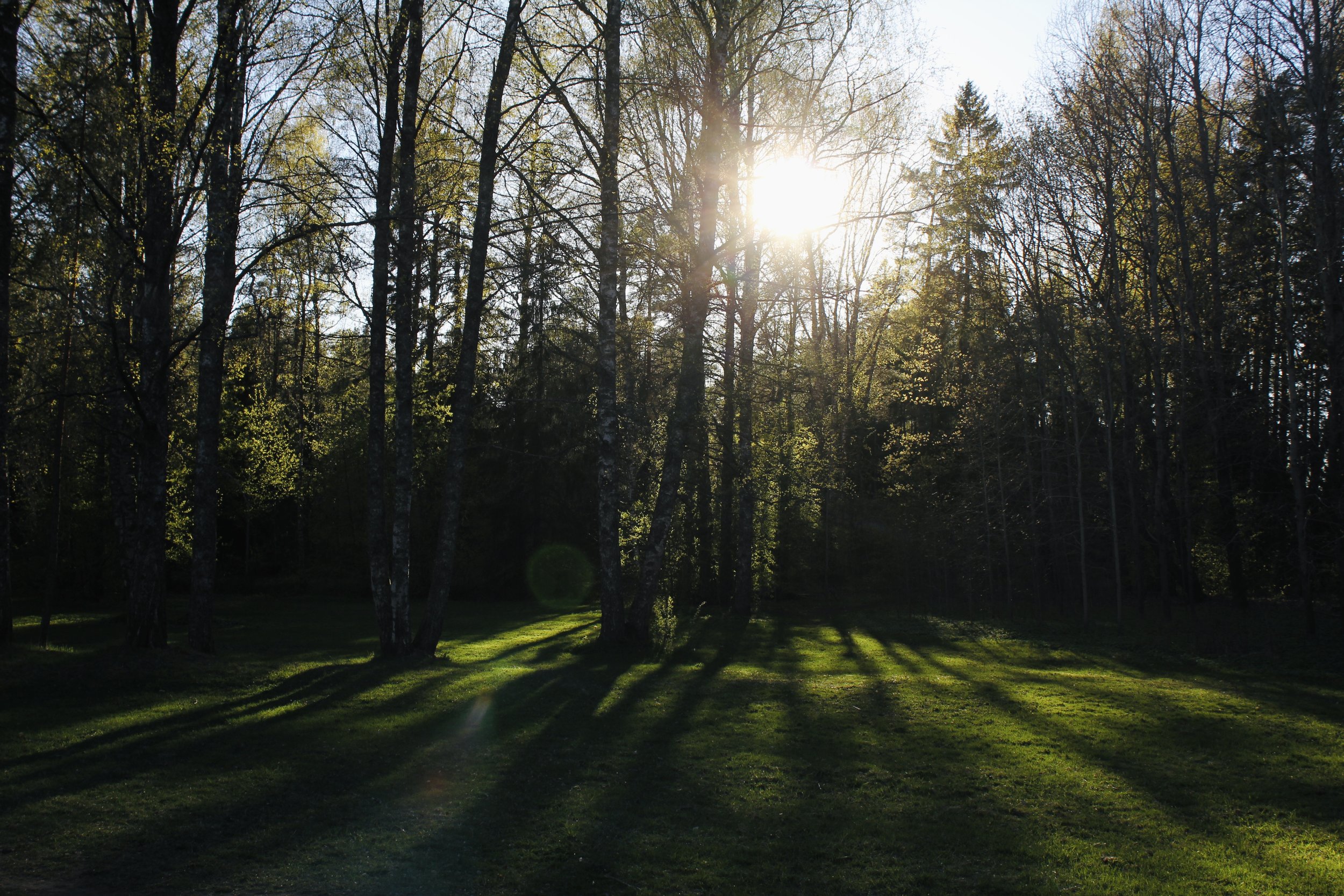 Sunshine filtering through tall trees in a forest, casting shadows and illuminating the green foliage and grass.