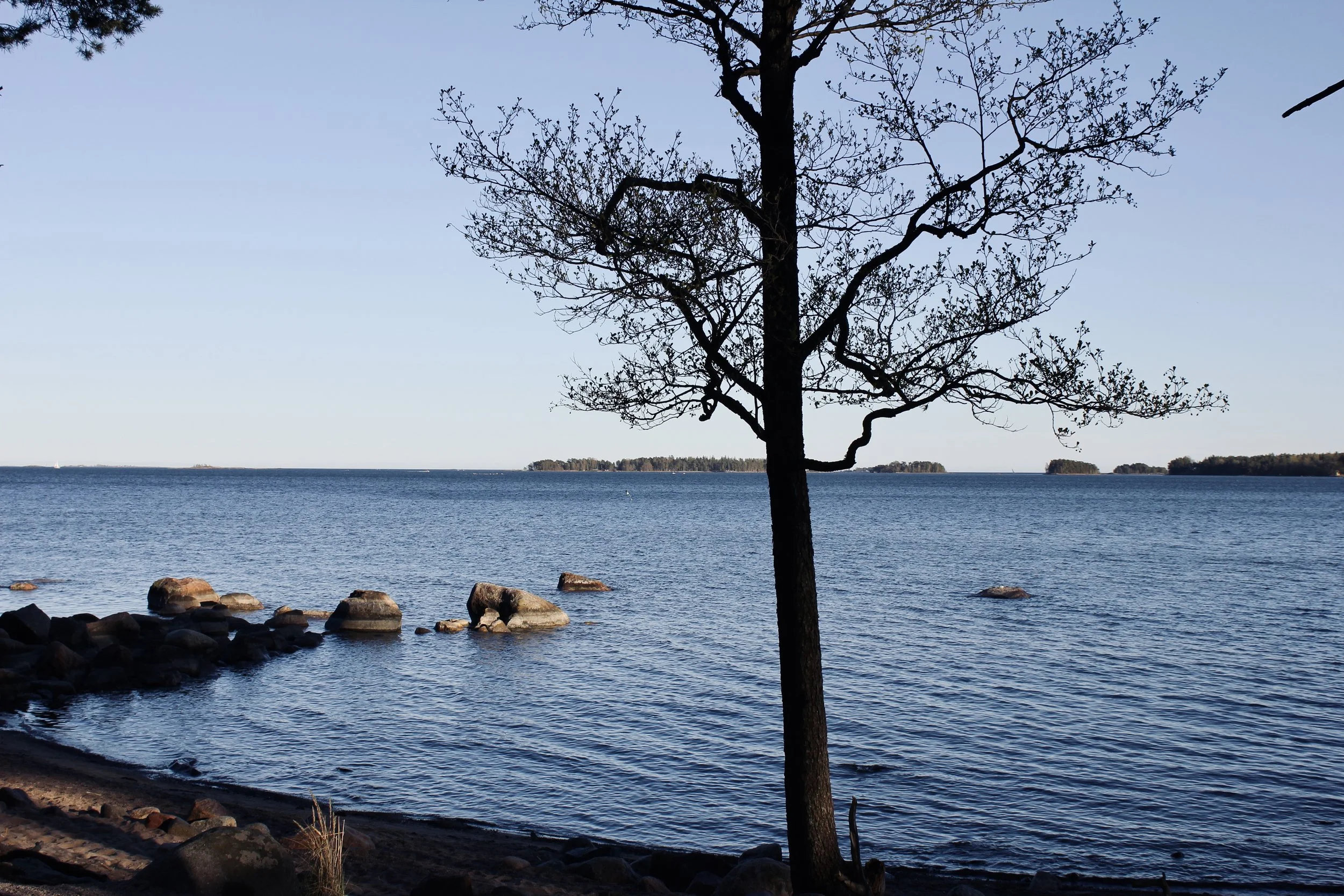 A leafless tree with twisted branches stands near a rocky shoreline, facing a calm body of water with small islands in the distance under a clear blue sky.