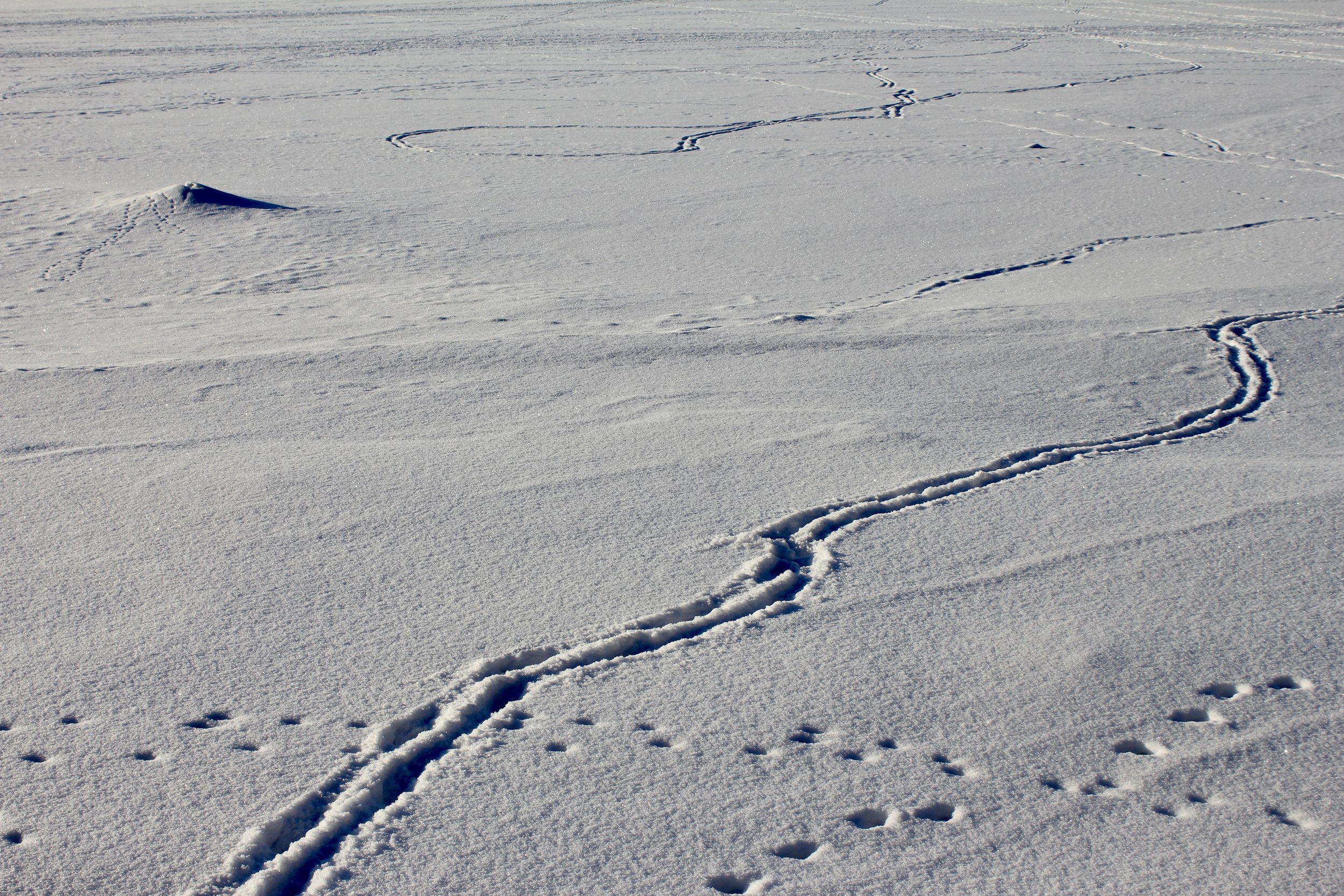 Snow-covered landscape with animal tracks and ski or snowboard tracks in the snow.