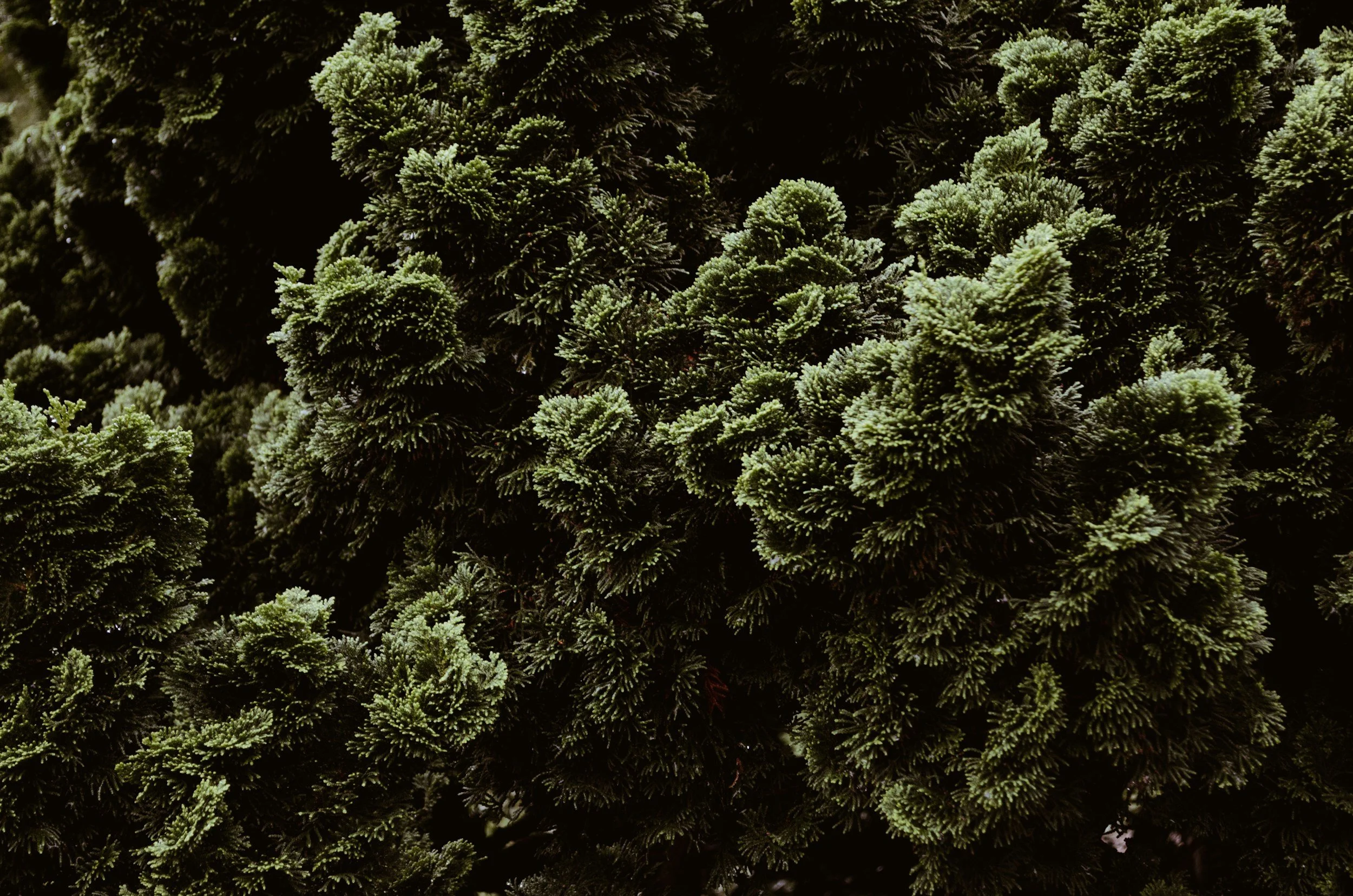 Close-up image of dense green moss or lichen with intricate, bushy textures.